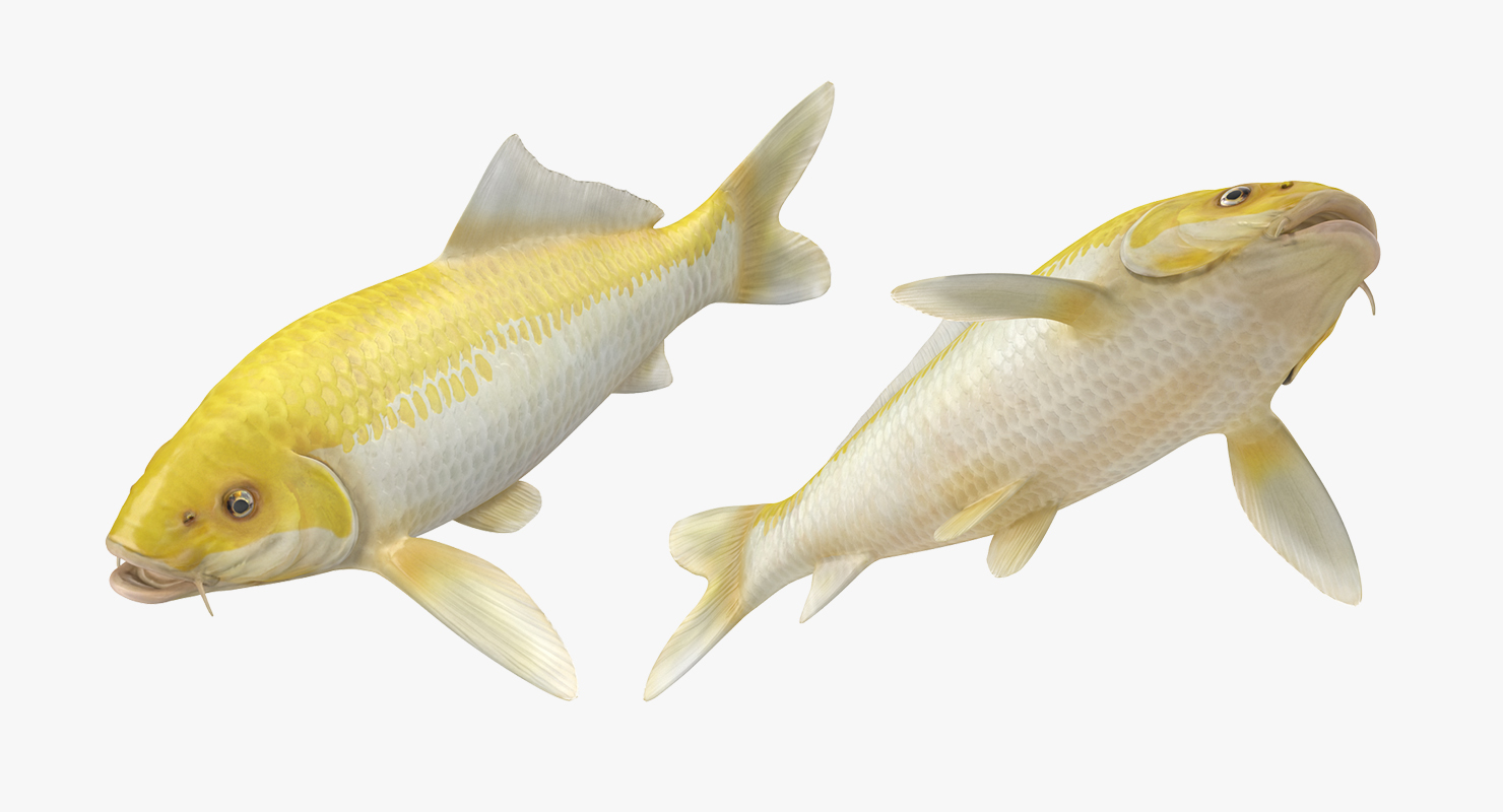 Yellow Koi Ogon Fish Rigged 3D