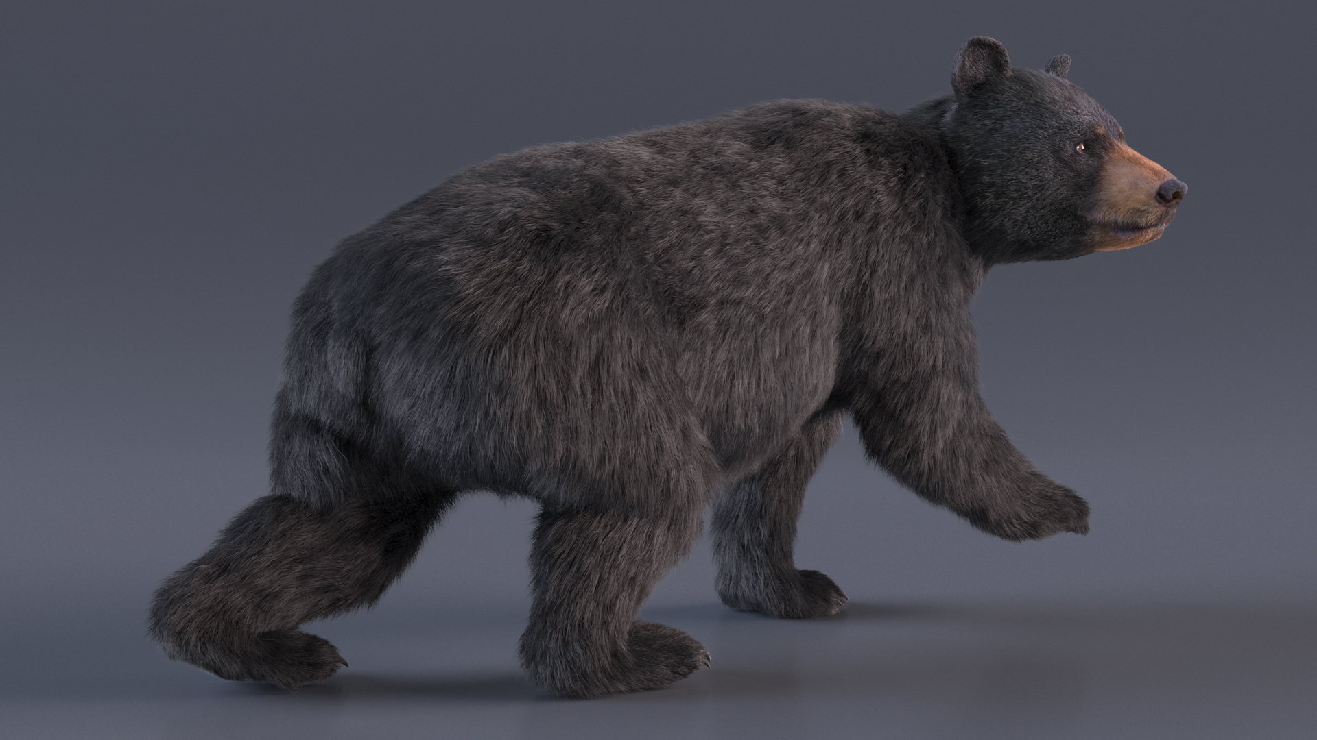 3D Young Black Bear in Walking Fur