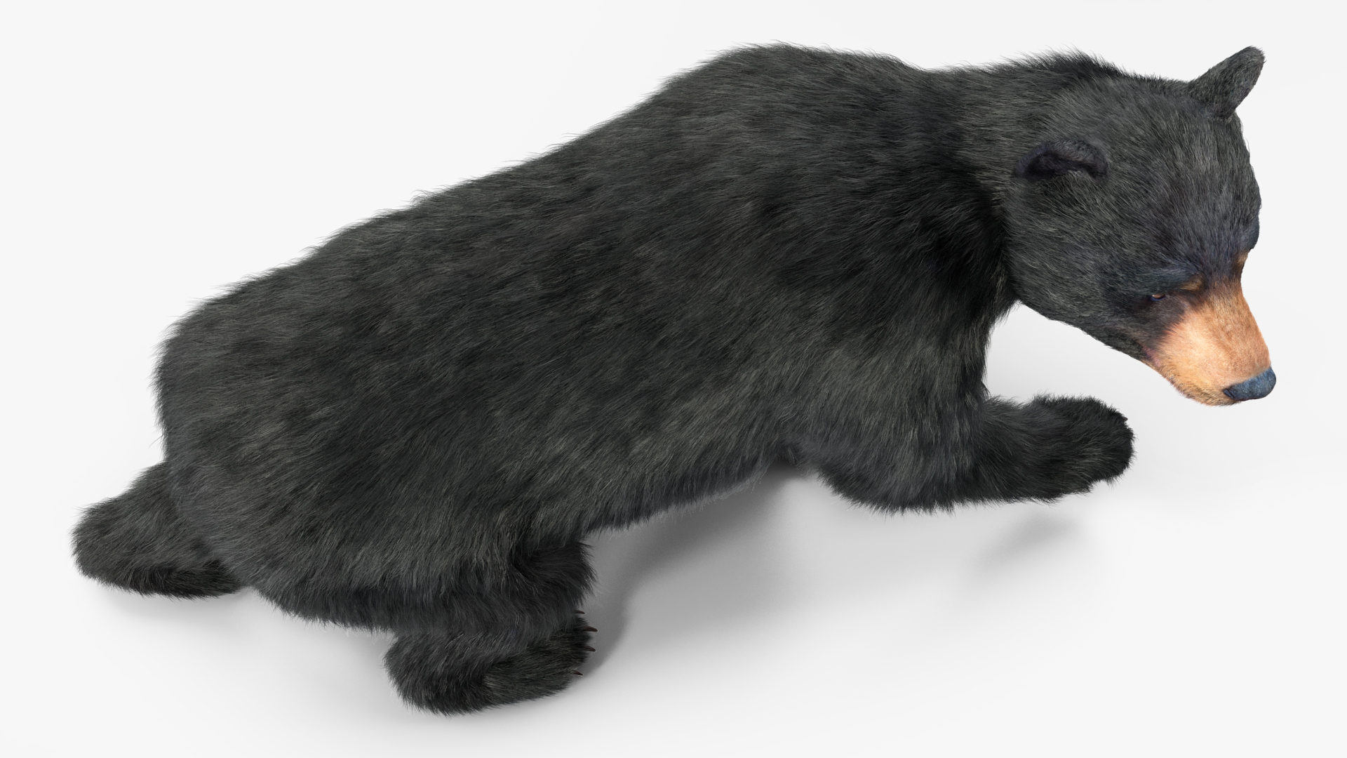 3D Young Black Bear in Walking Fur