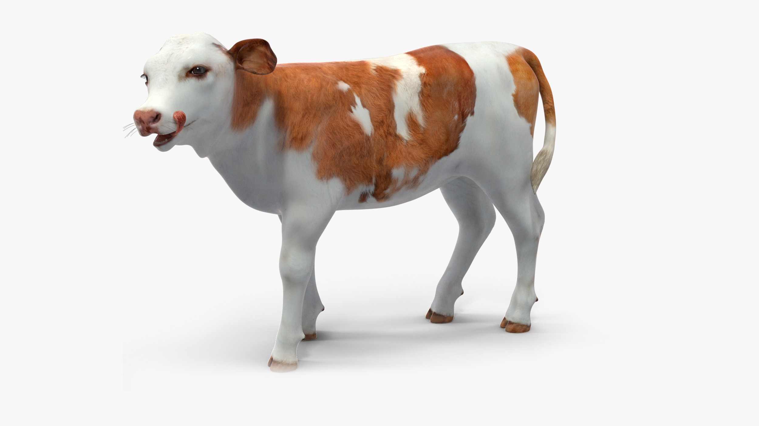 Cow Calf Rigged for Cinema 4D 3D model