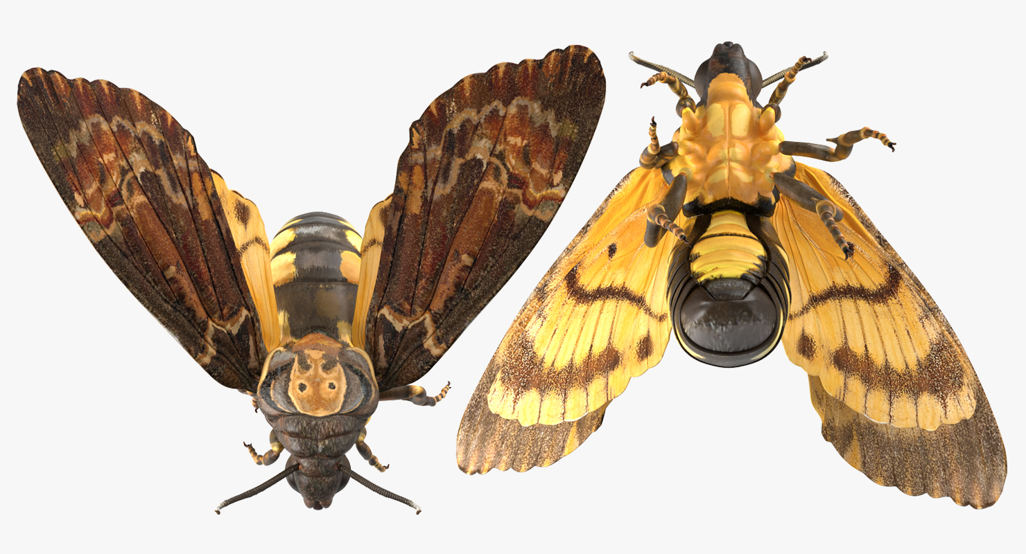 3D model Greater Deaths Head Hawkmoth flying Pose