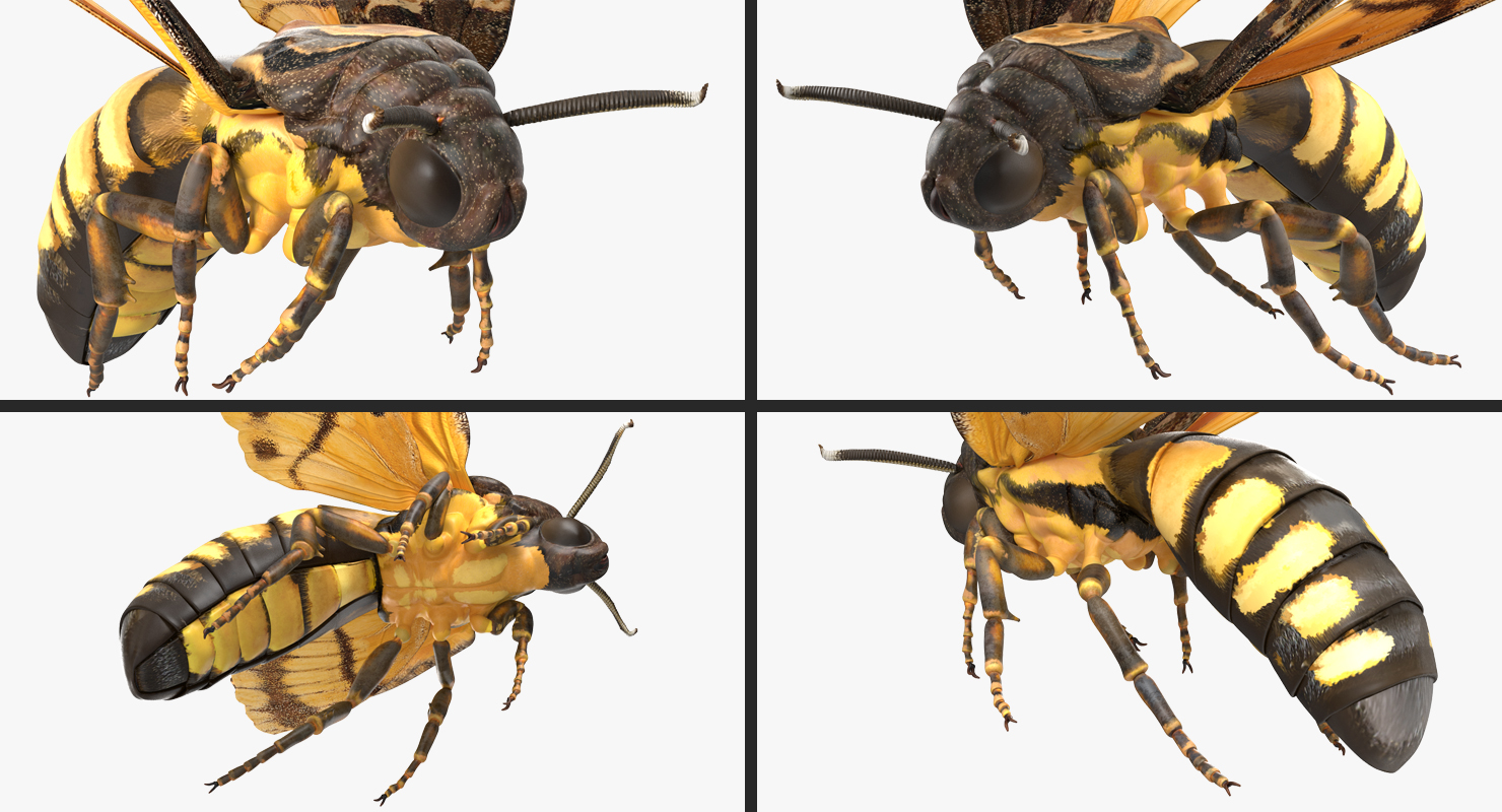 3D model Greater Deaths Head Hawkmoth flying Pose