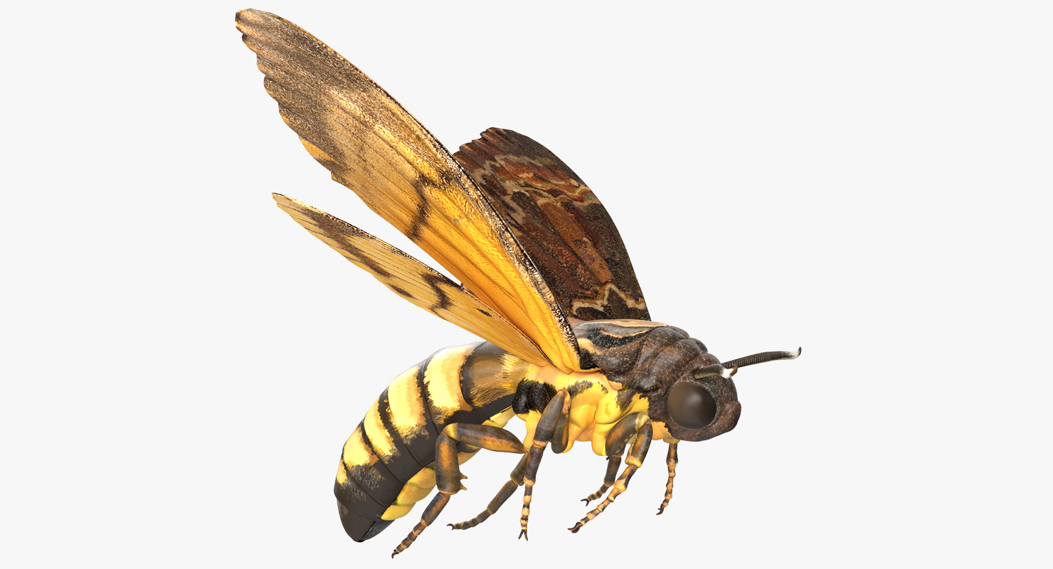 3D model Greater Deaths Head Hawkmoth flying Pose