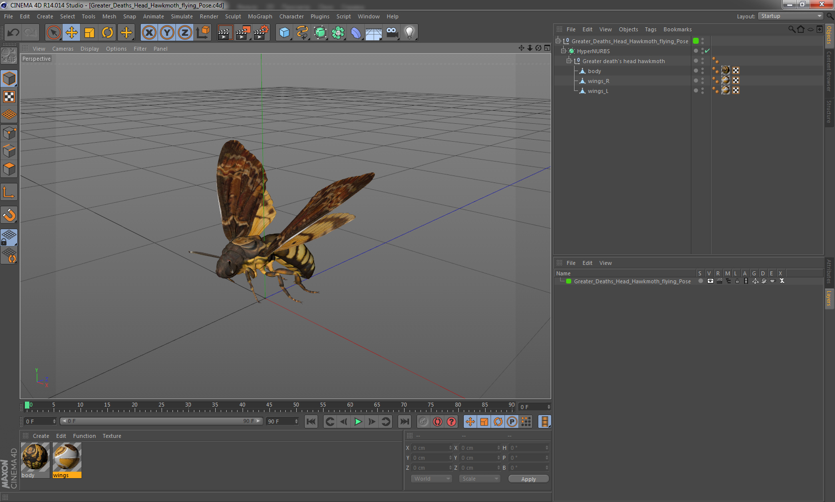 3D model Greater Deaths Head Hawkmoth flying Pose