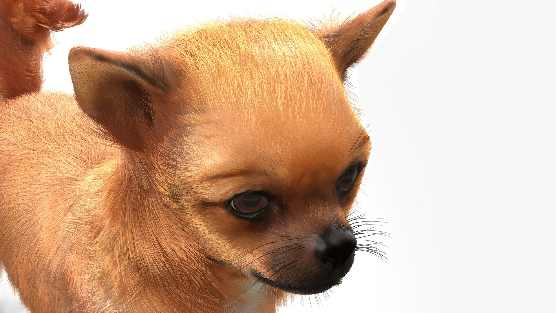 3D Chihuahua Fur model