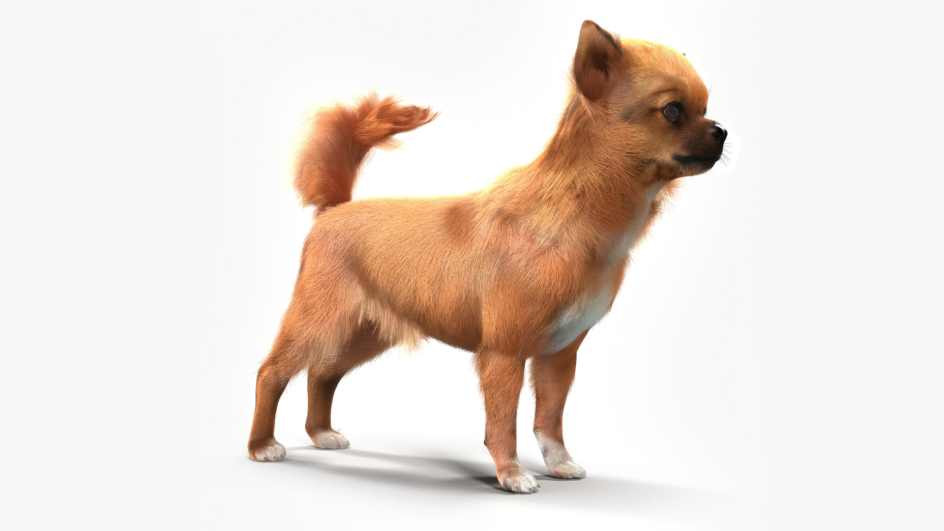 3D Chihuahua Fur model