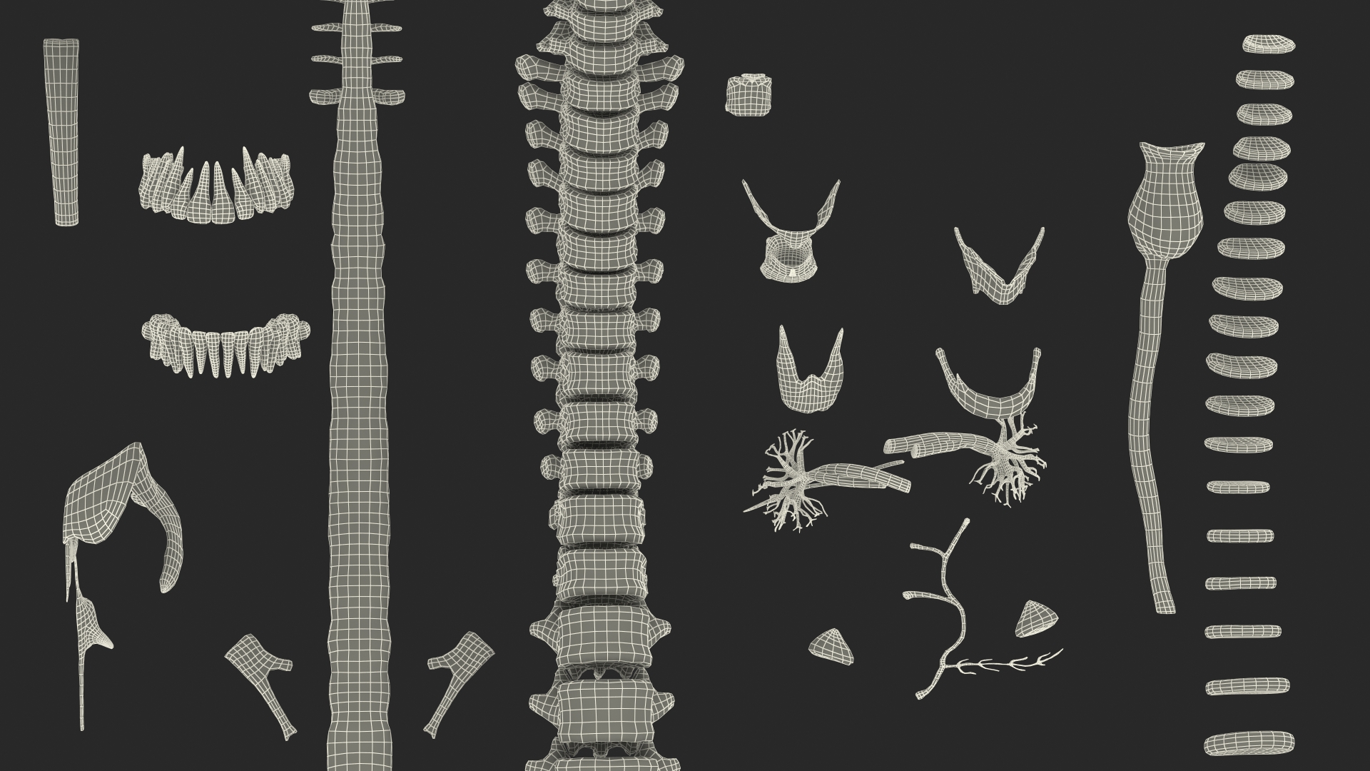 3D Boy Full Body Anatomy