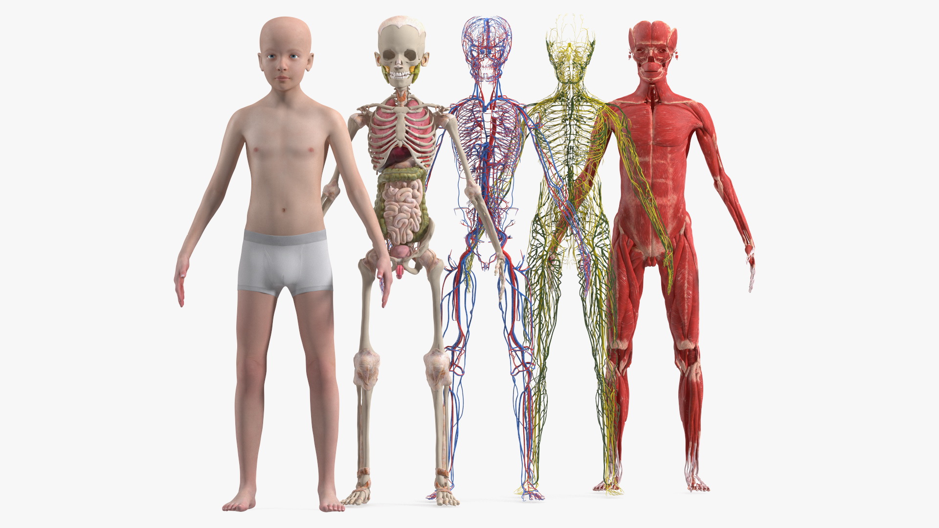 3D Boy Full Body Anatomy