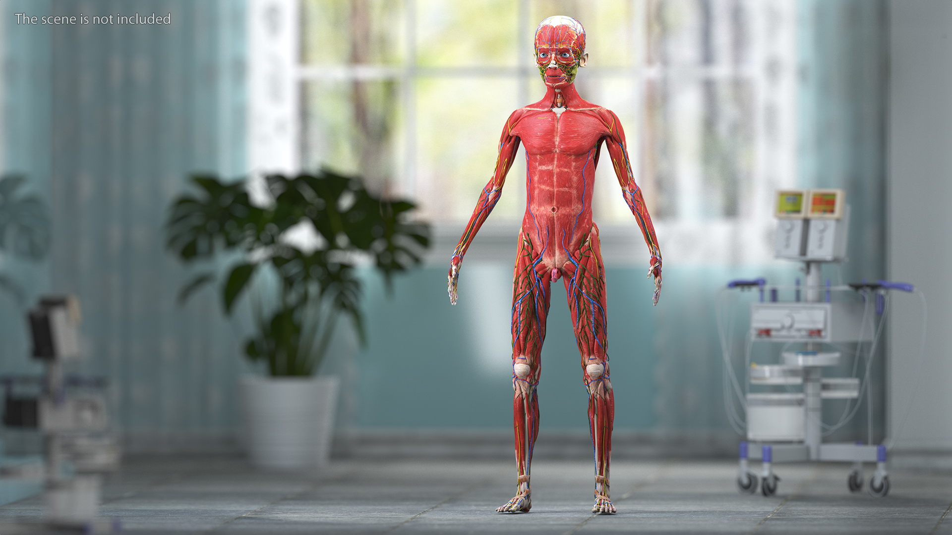 3D Boy Full Body Anatomy