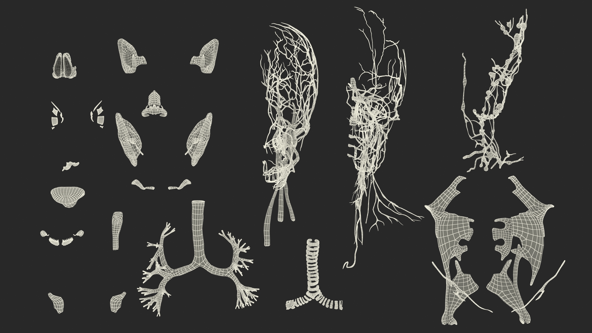 3D Boy Full Body Anatomy