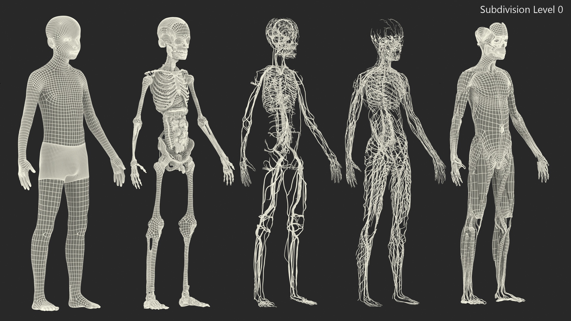 3D Boy Full Body Anatomy