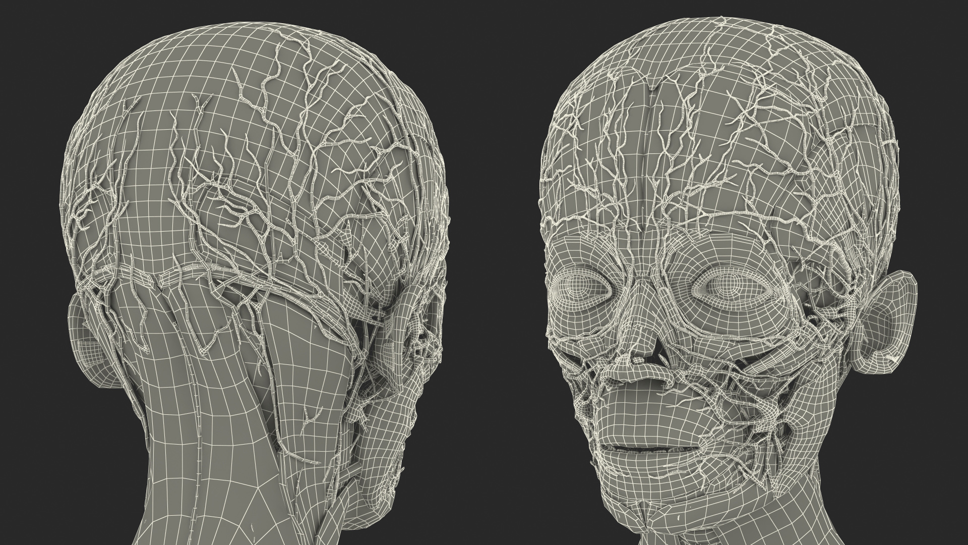 3D Boy Full Body Anatomy