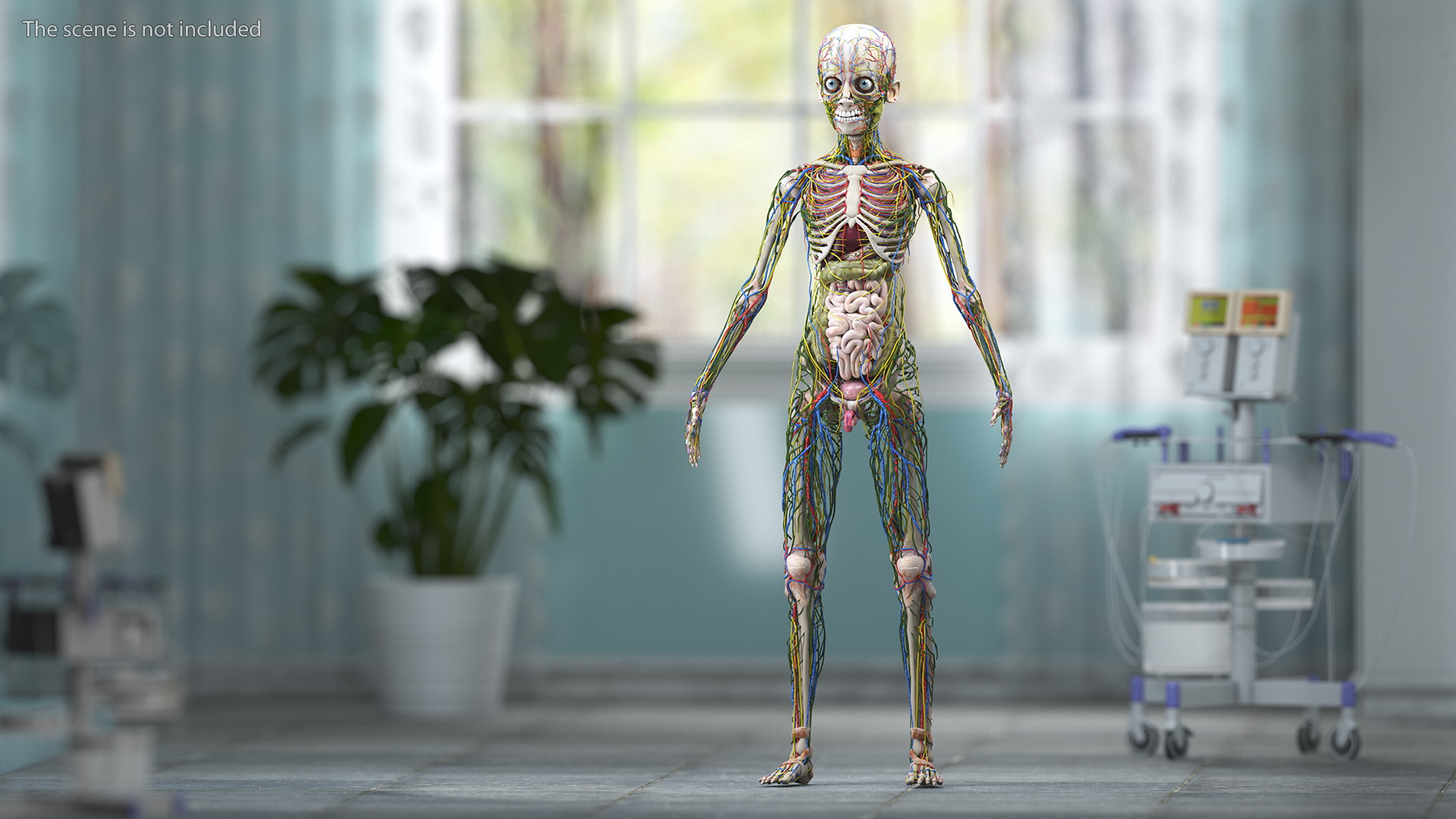 3D Boy Full Body Anatomy