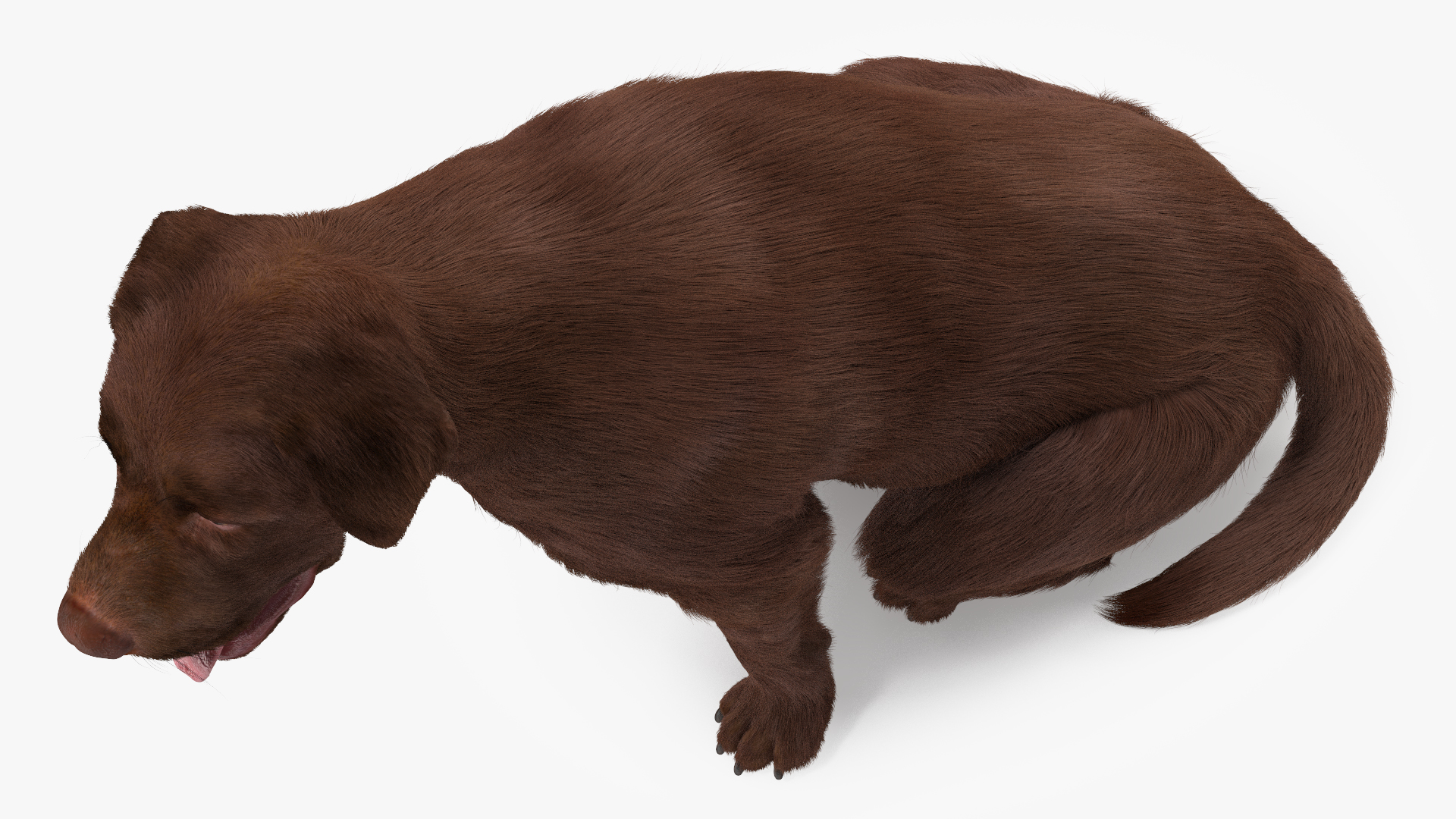 3D model Labrador Dog Brown Sitting Fur