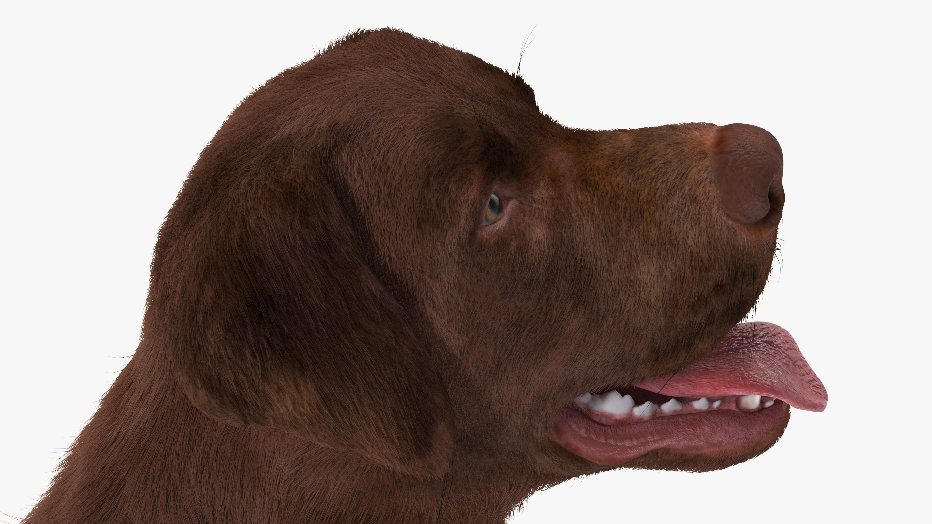 3D model Labrador Dog Brown Sitting Fur