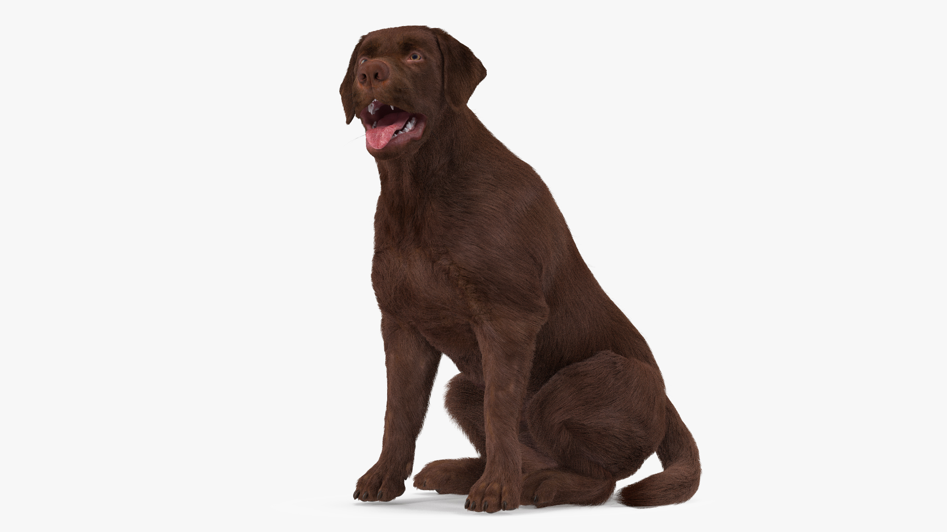 3D model Labrador Dog Brown Sitting Fur