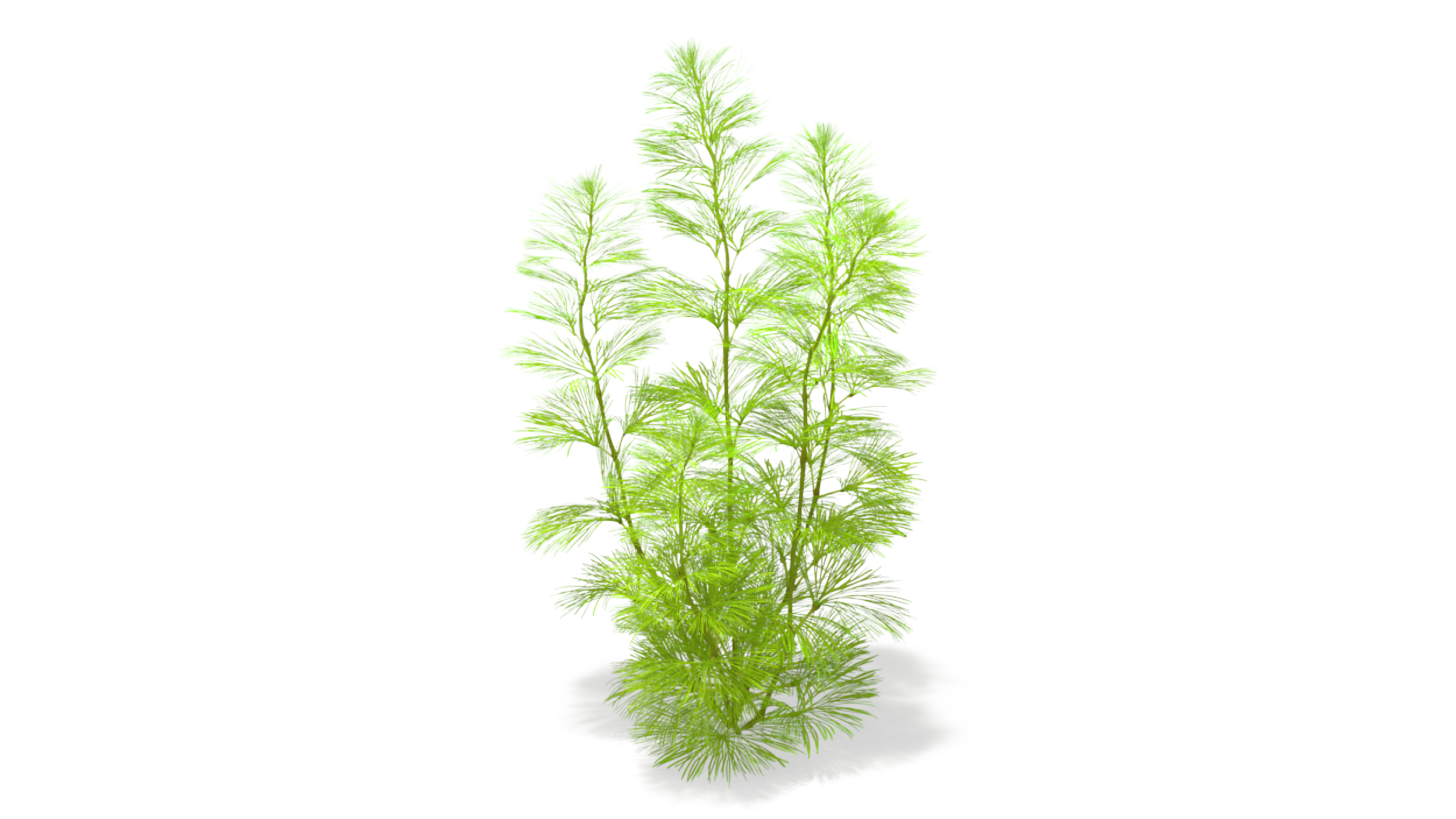 Cabomba Caroliniana Aquarium Plant 3D model