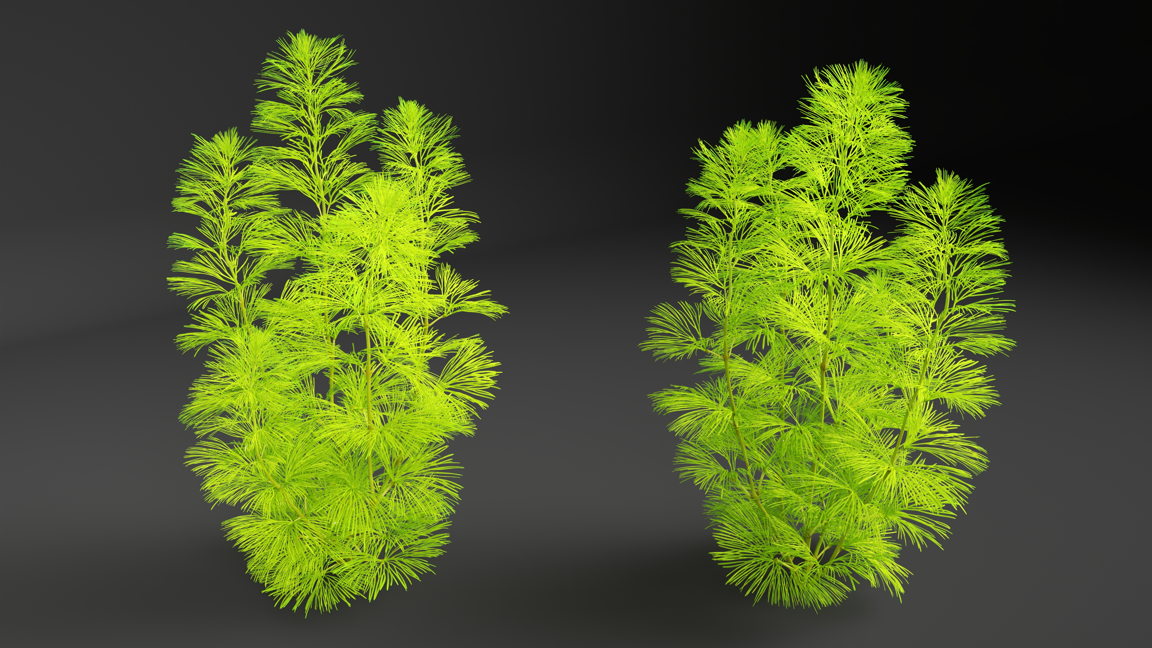 Cabomba Caroliniana Aquarium Plant 3D model