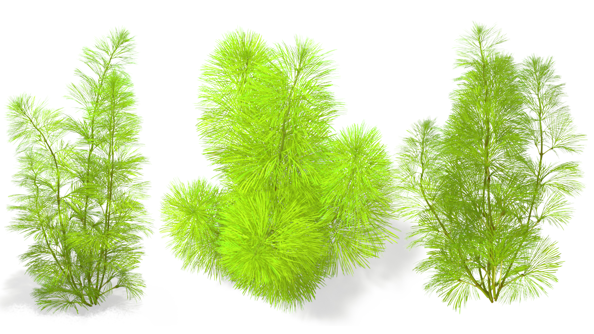 Cabomba Caroliniana Aquarium Plant 3D model