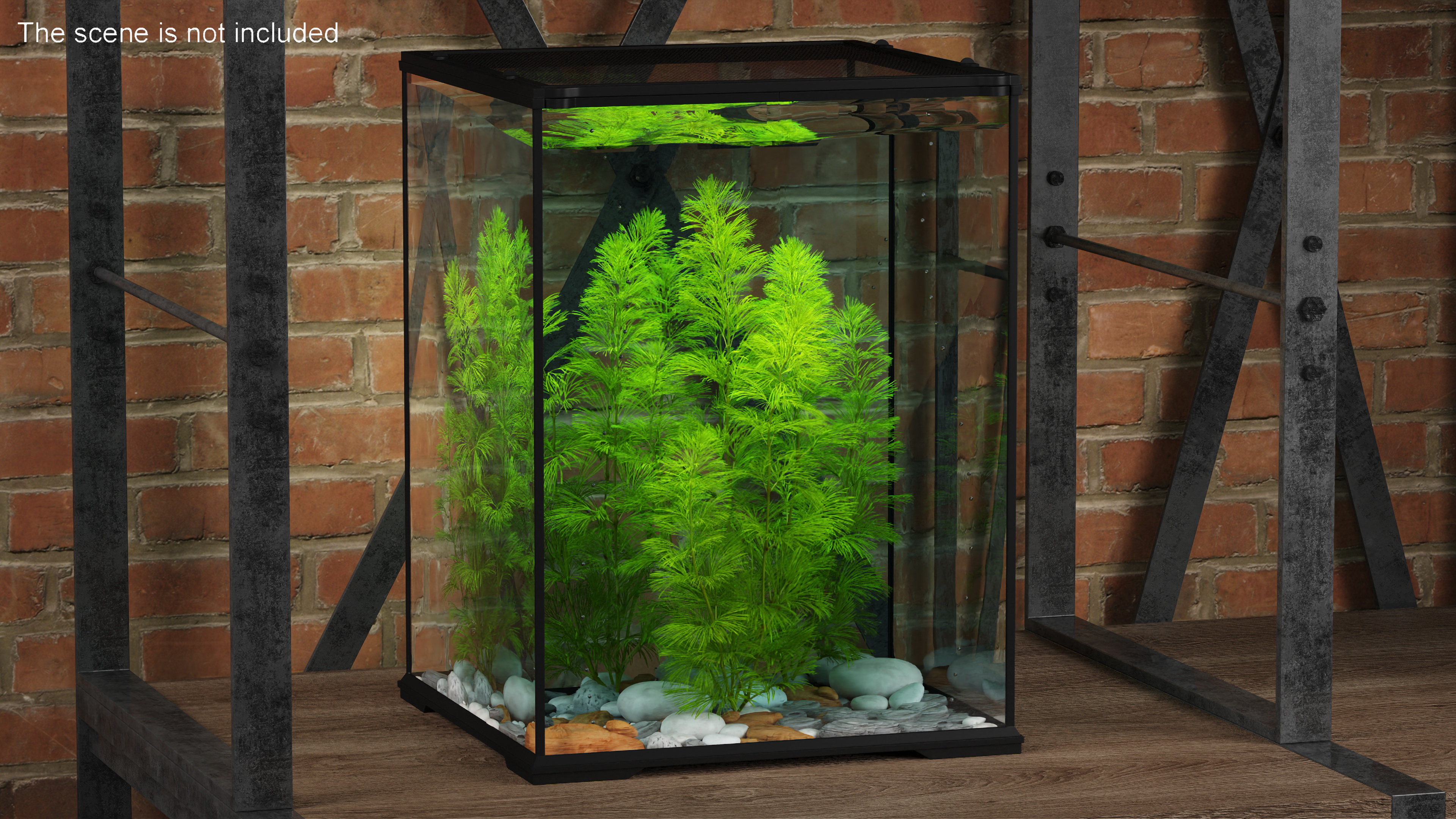 Cabomba Caroliniana Aquarium Plant 3D model