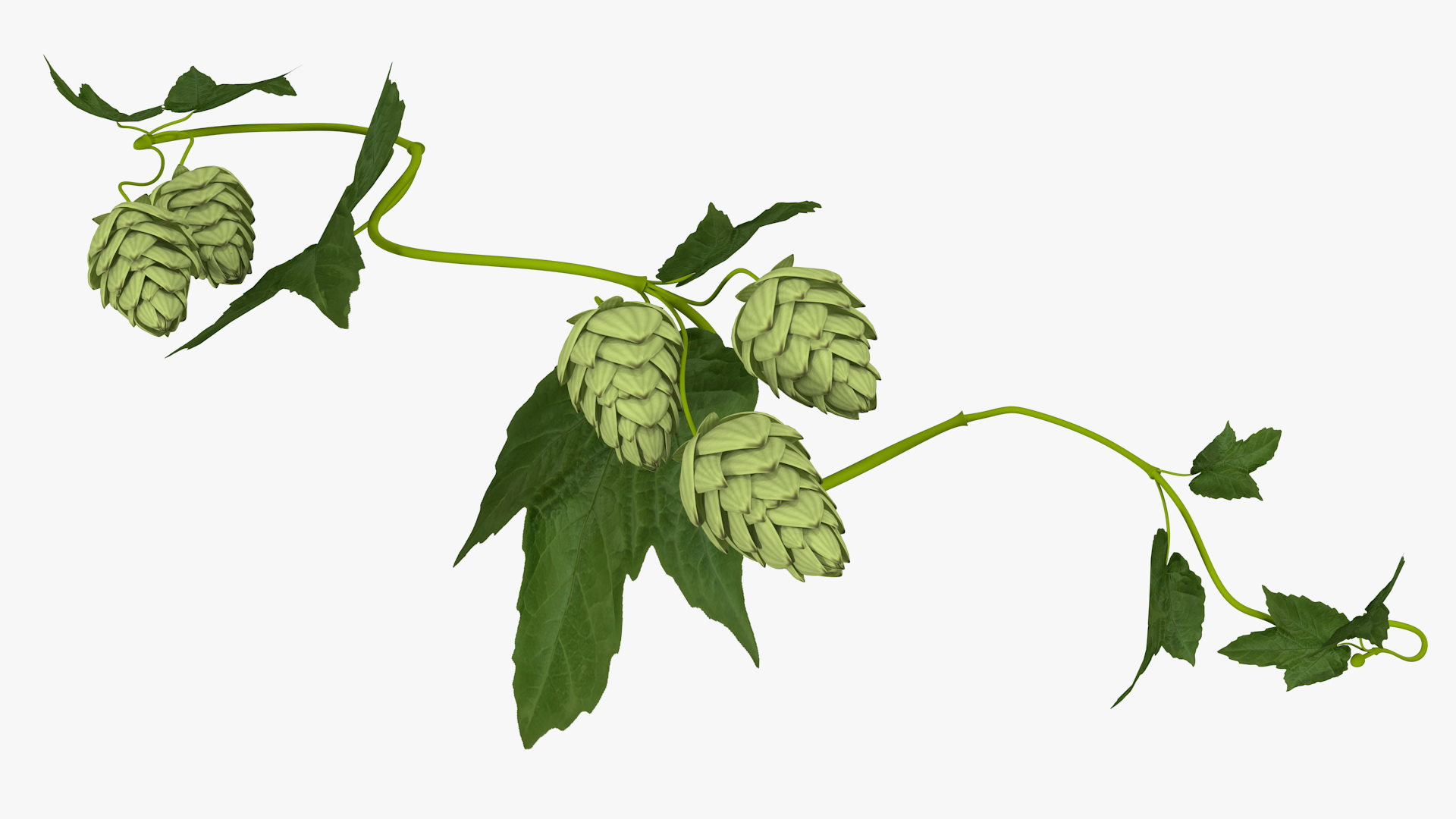 3D Hops Branch