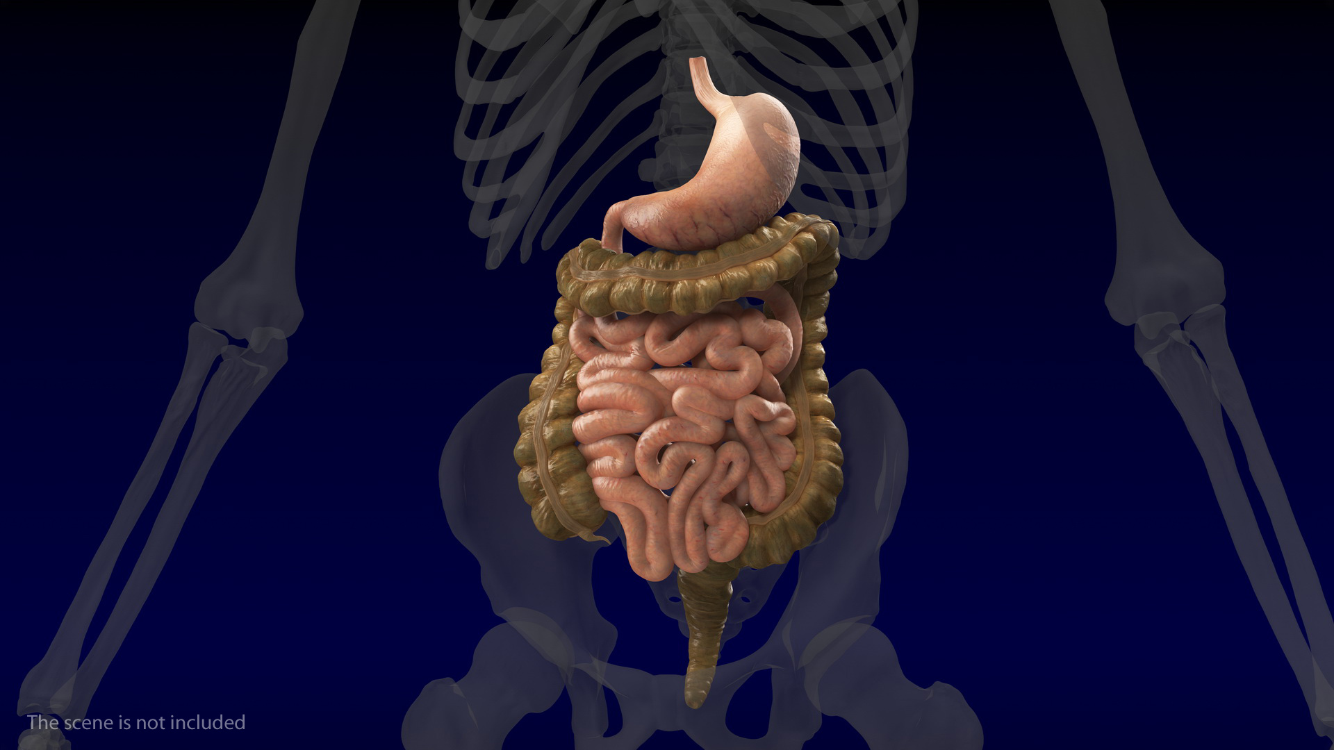 Human Stomach Small Inestines and Colon 3D model