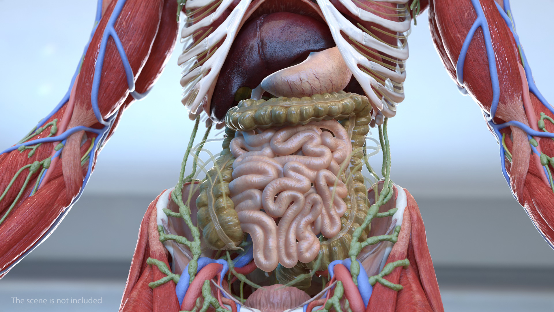 Human Stomach Small Inestines and Colon 3D model