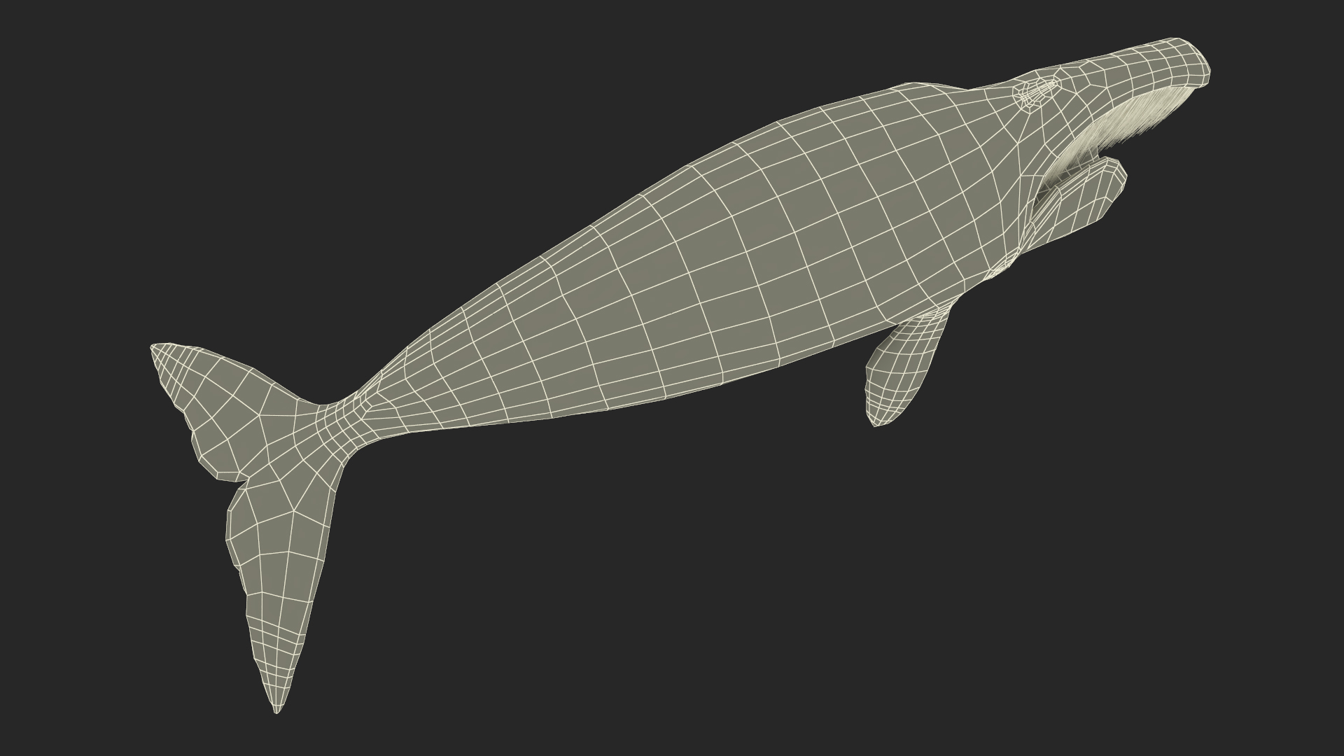 3D Greenland Right Whale