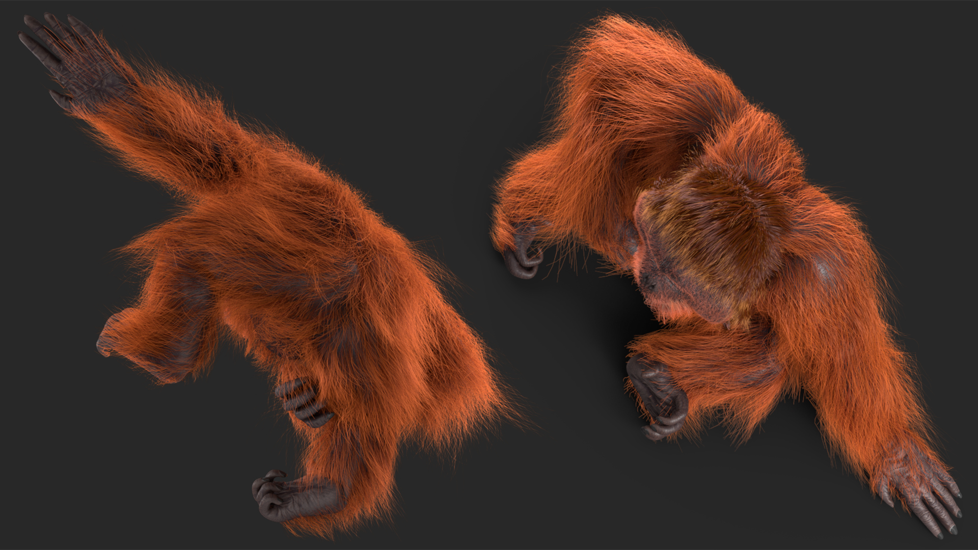 Tired Sitting Orangutan Fur 3D