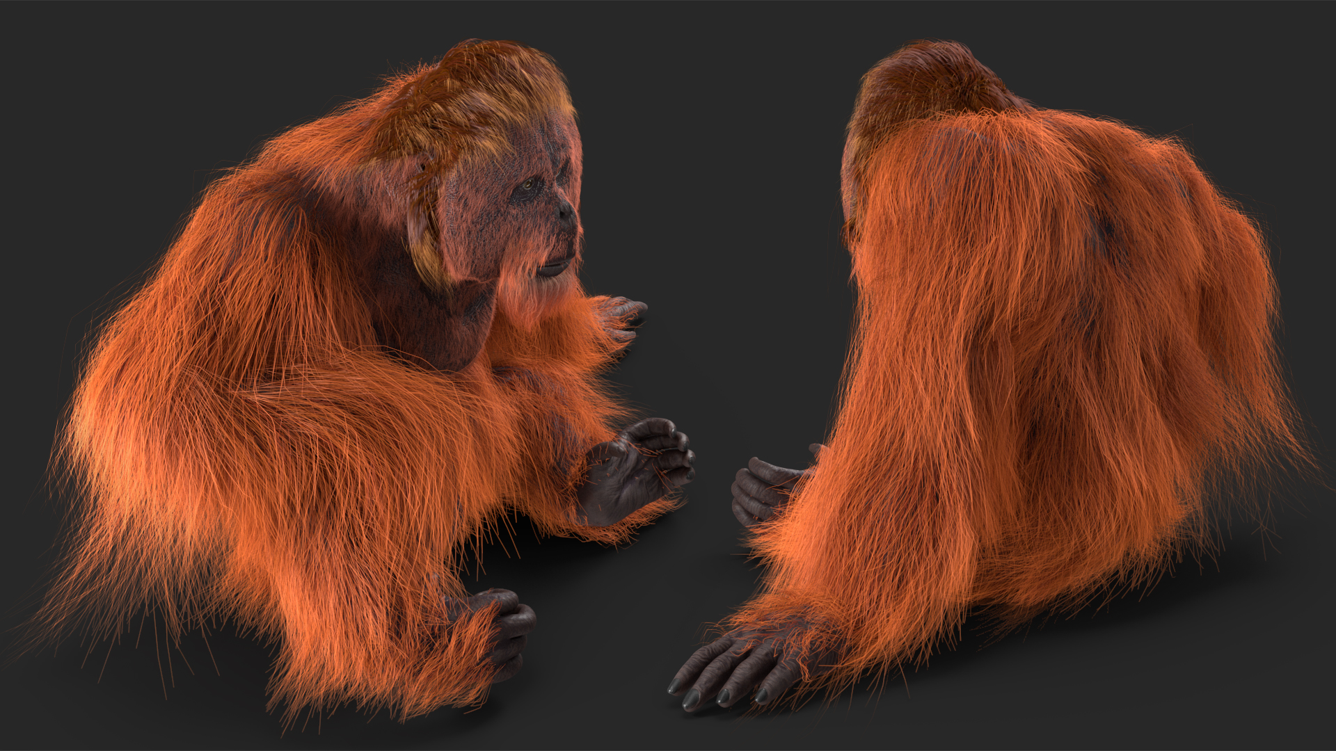 Tired Sitting Orangutan Fur 3D