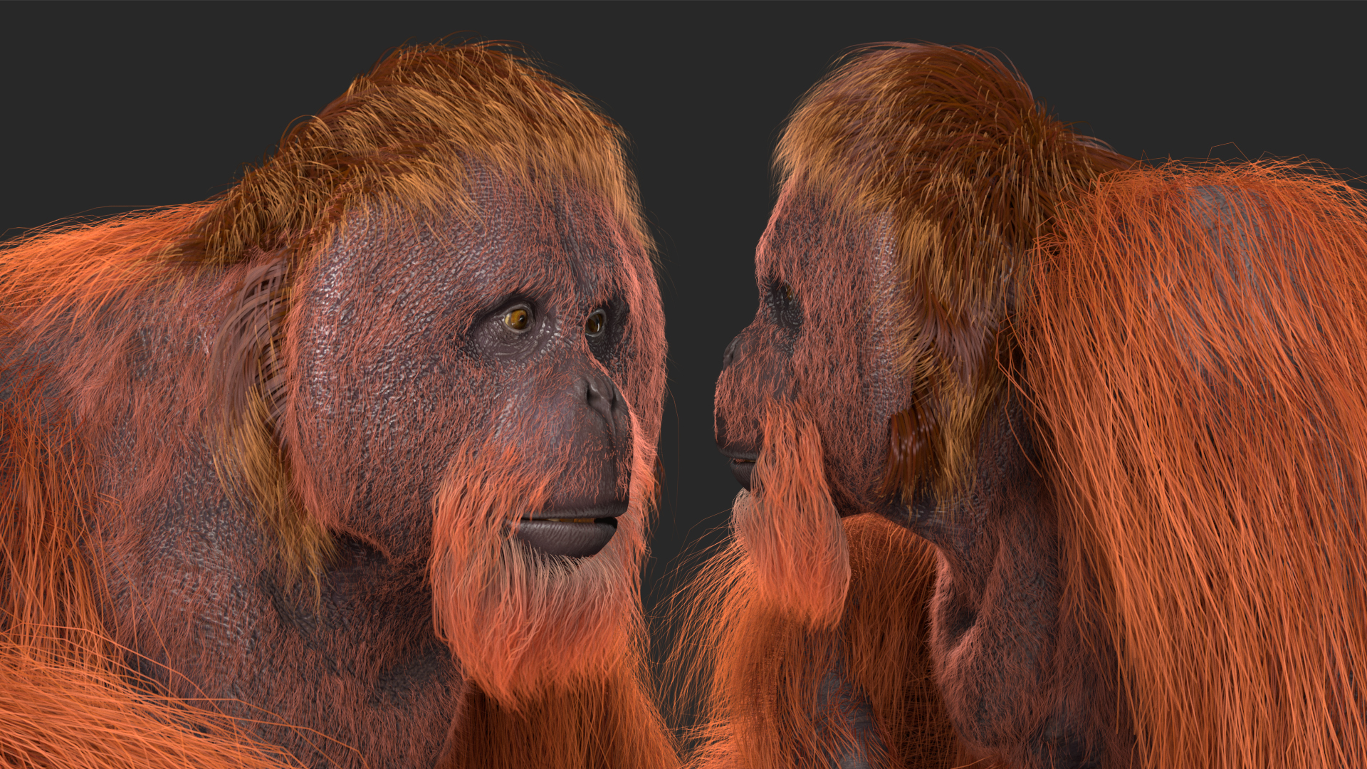 Tired Sitting Orangutan Fur 3D