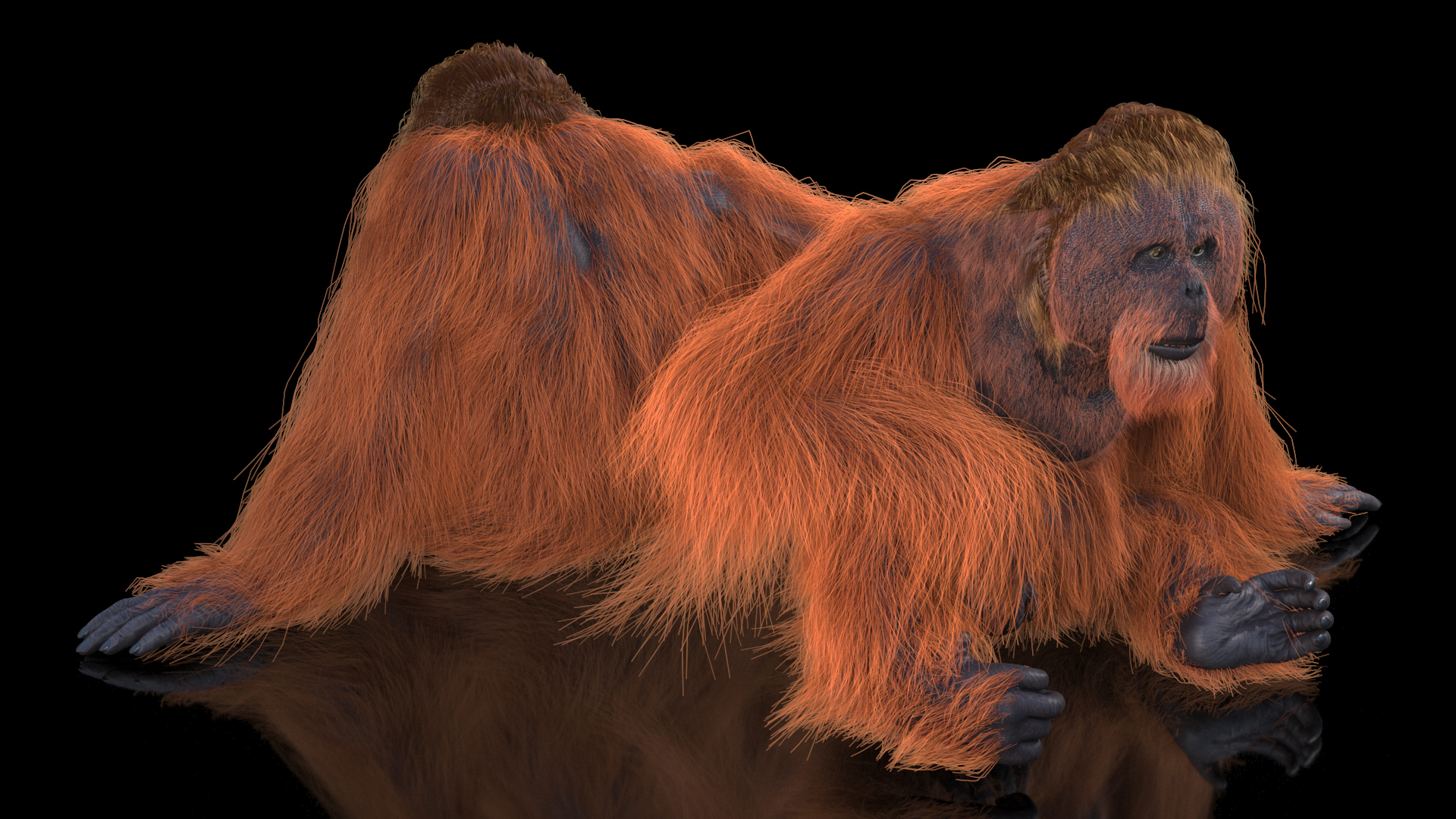 Tired Sitting Orangutan Fur 3D