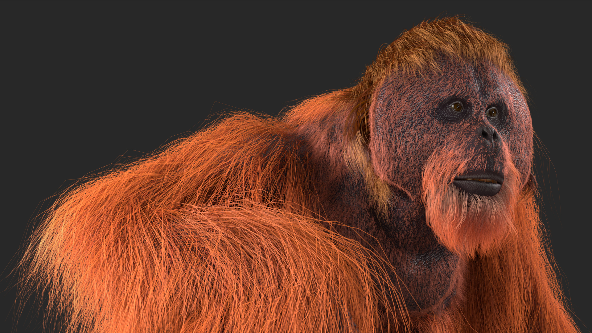 Tired Sitting Orangutan Fur 3D