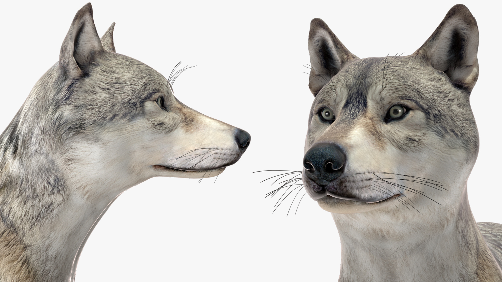 3D Wolf Rigged