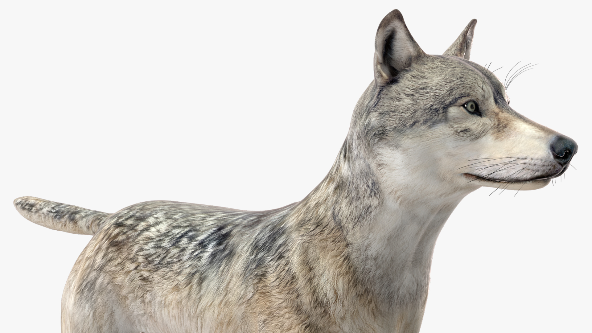 3D Wolf Rigged