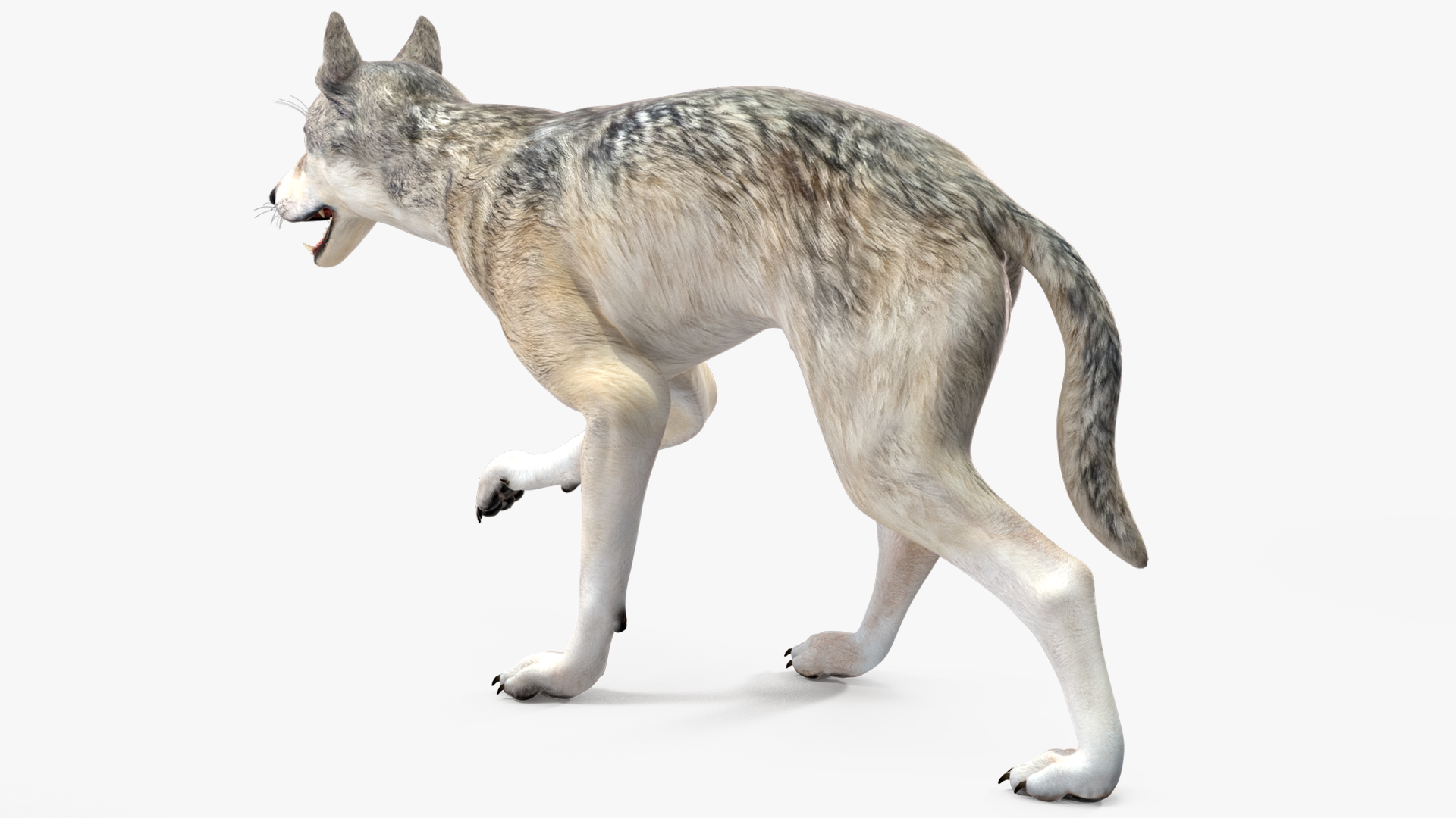 3D Wolf Rigged