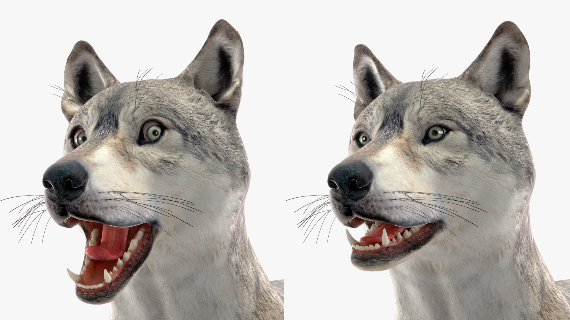 3D Wolf Rigged