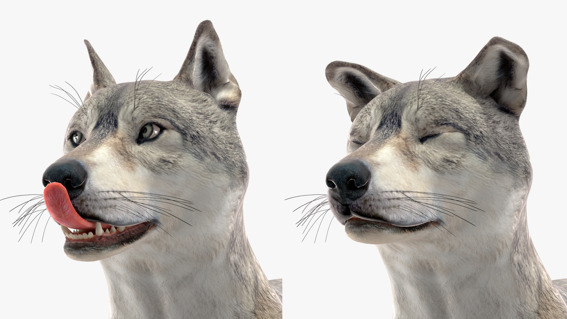 3D Wolf Rigged