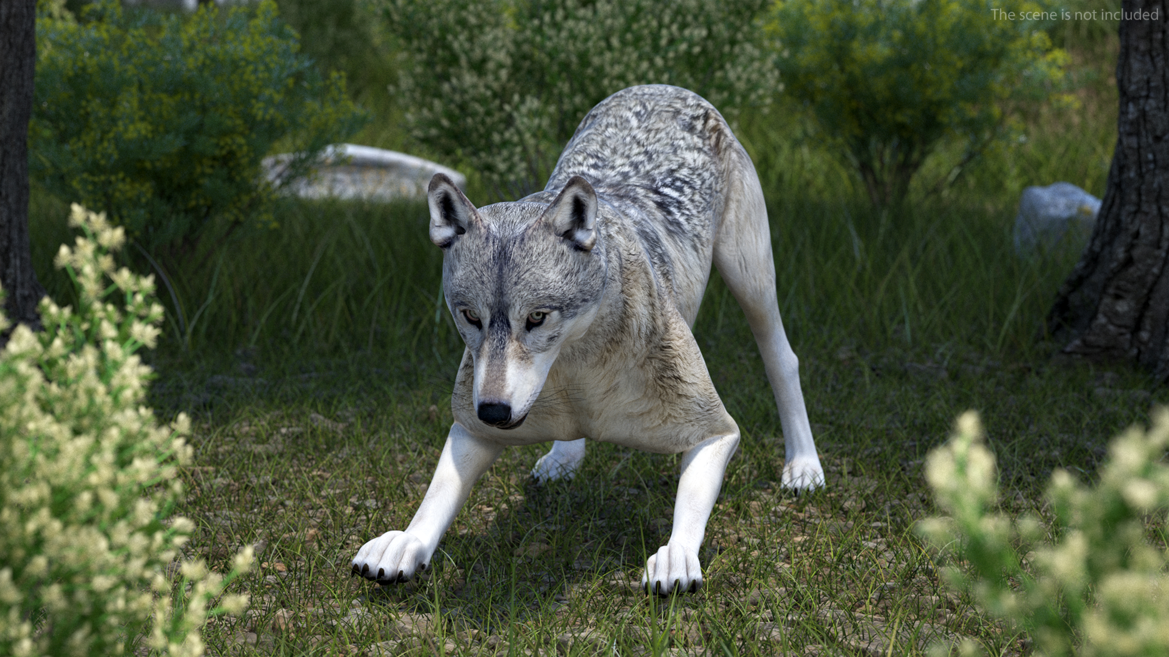 3D Wolf Rigged