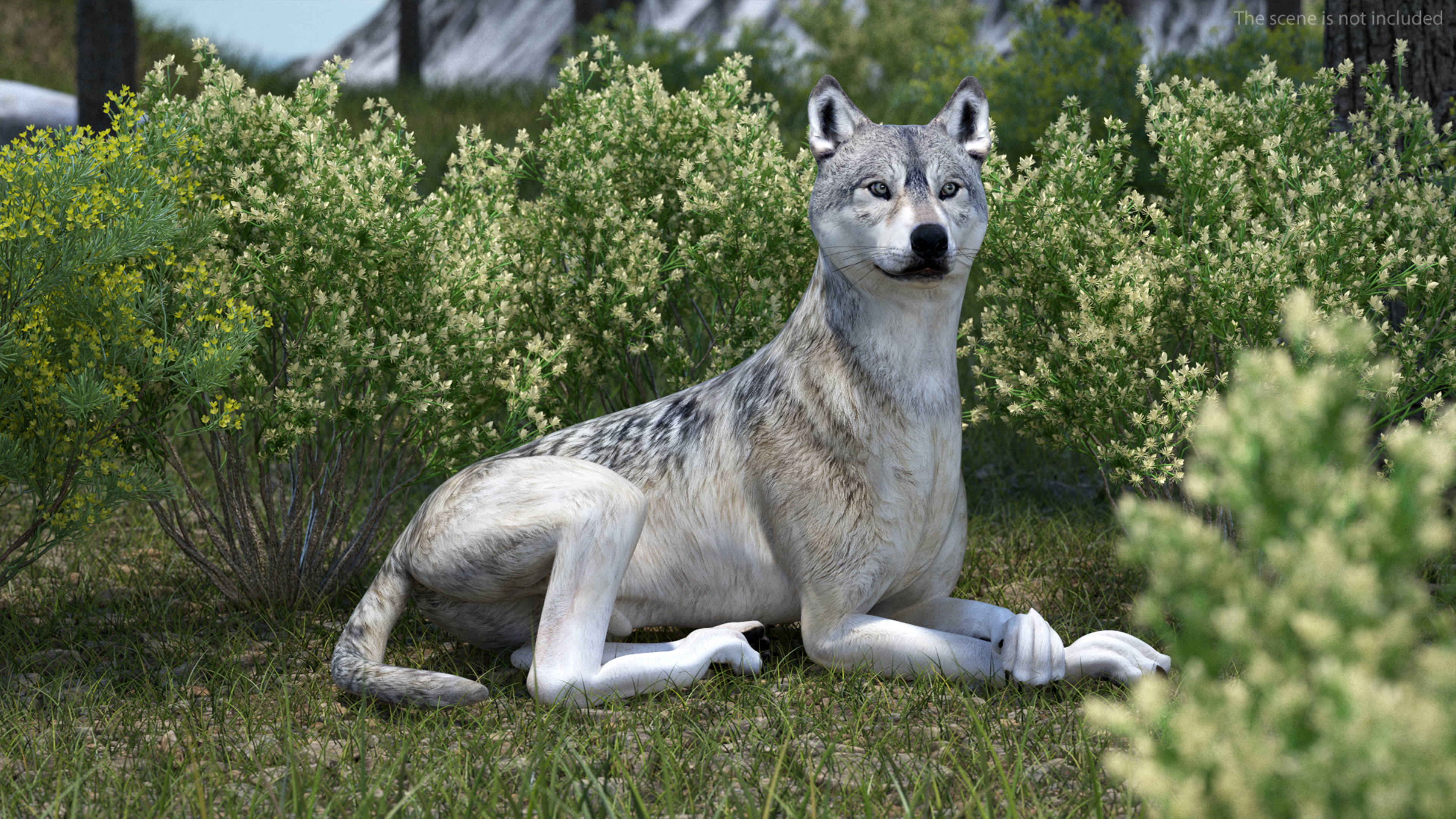 3D Wolf Rigged