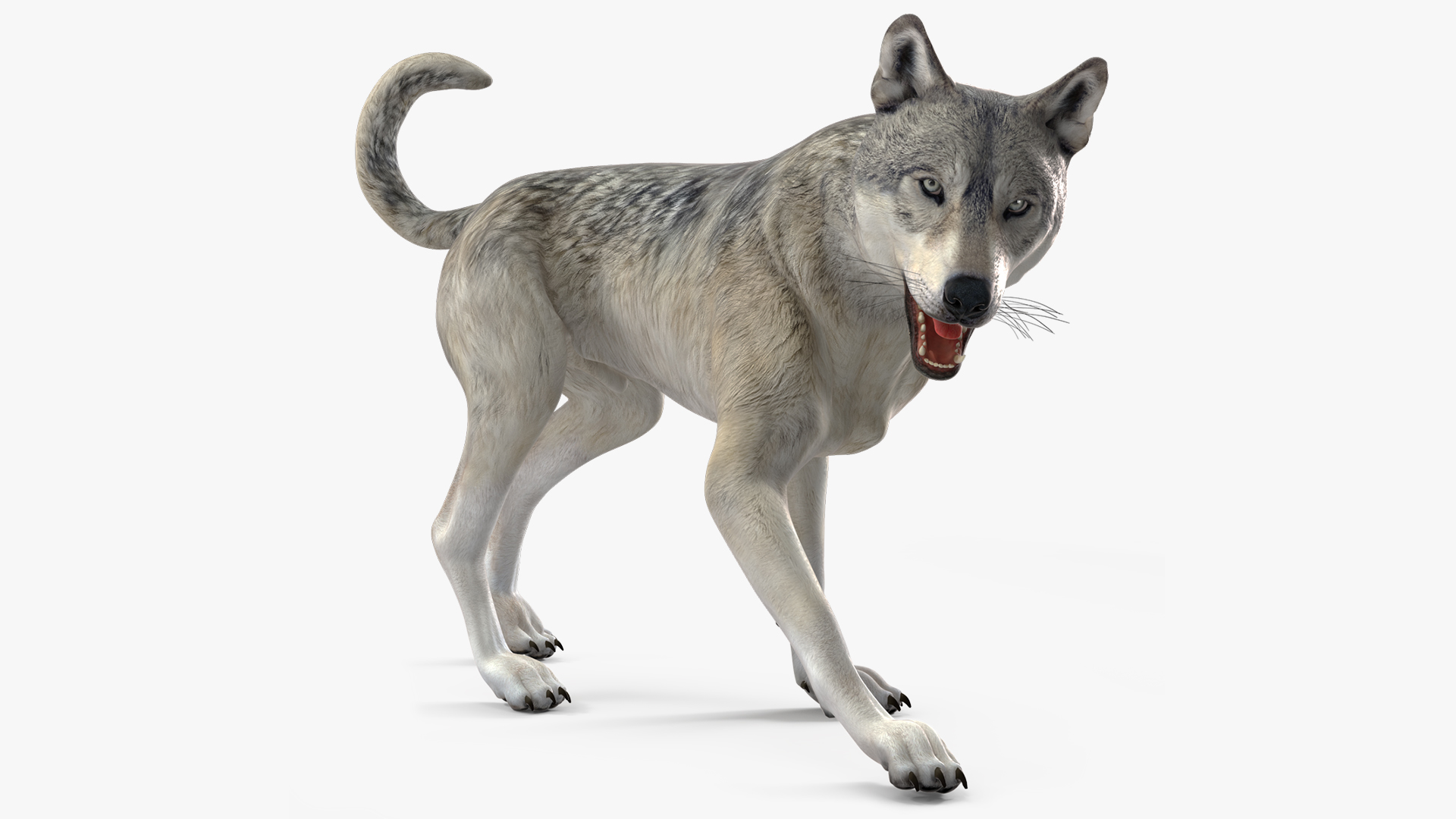 3D Wolf Rigged