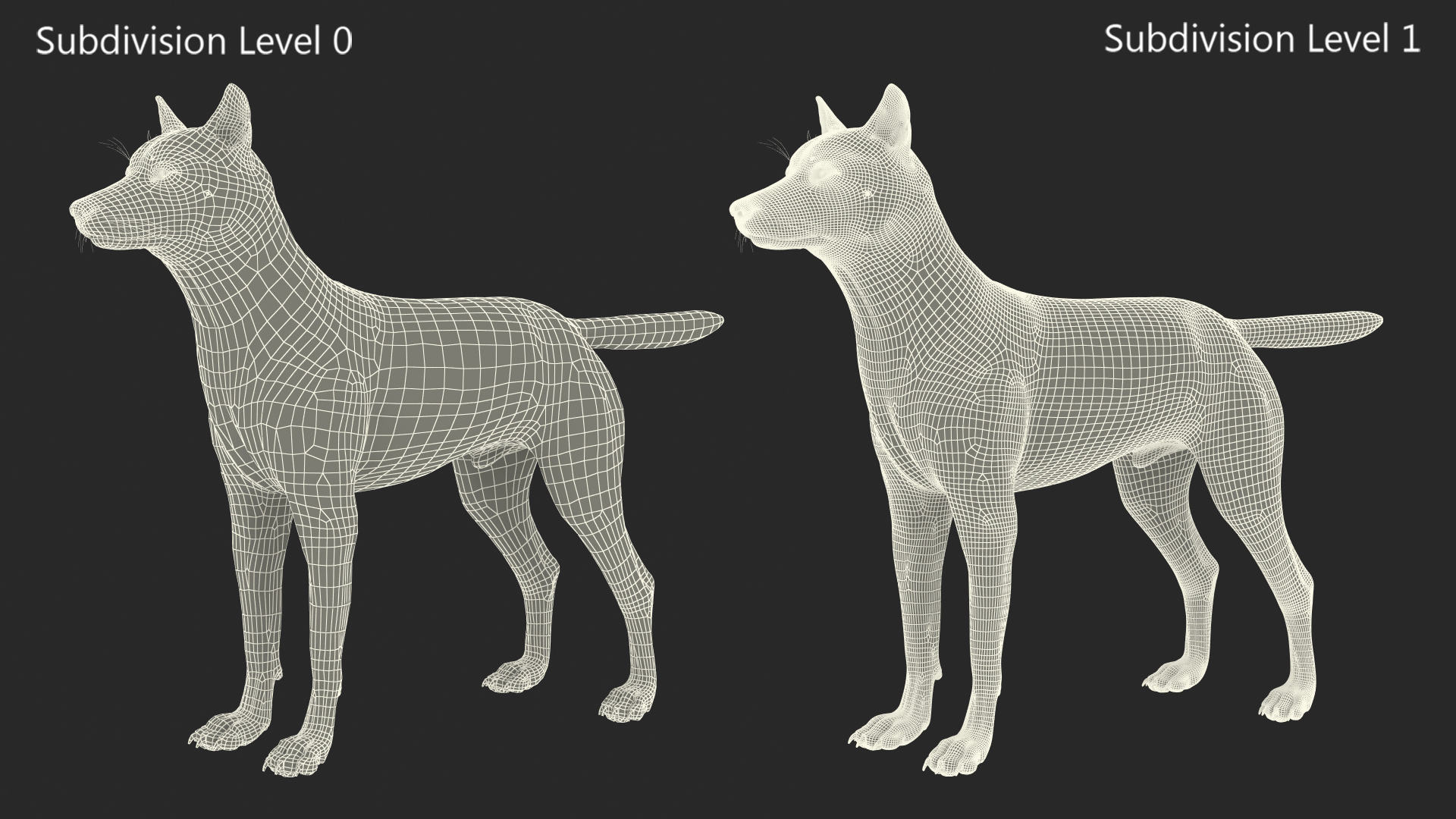 3D Wolf Rigged