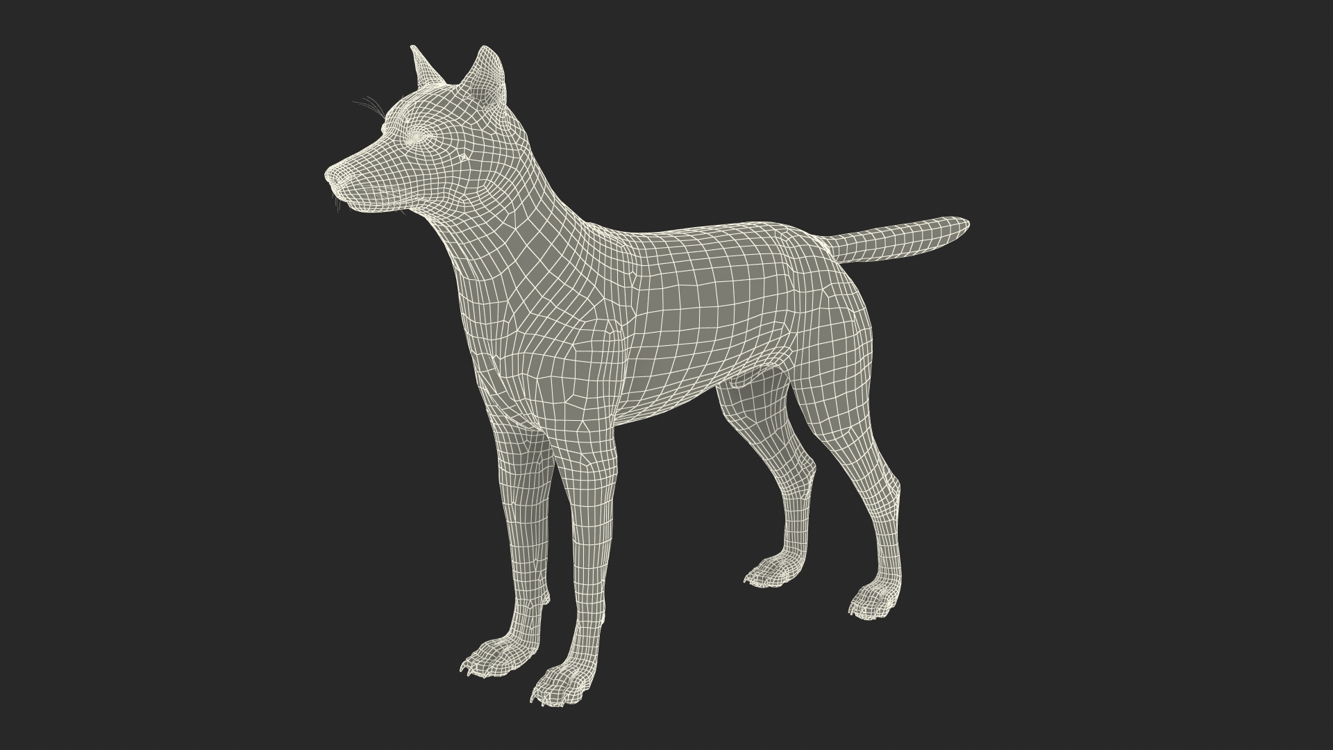 3D Wolf Rigged