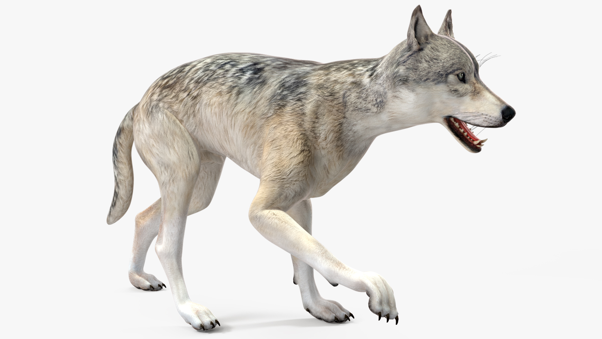 3D Wolf Rigged