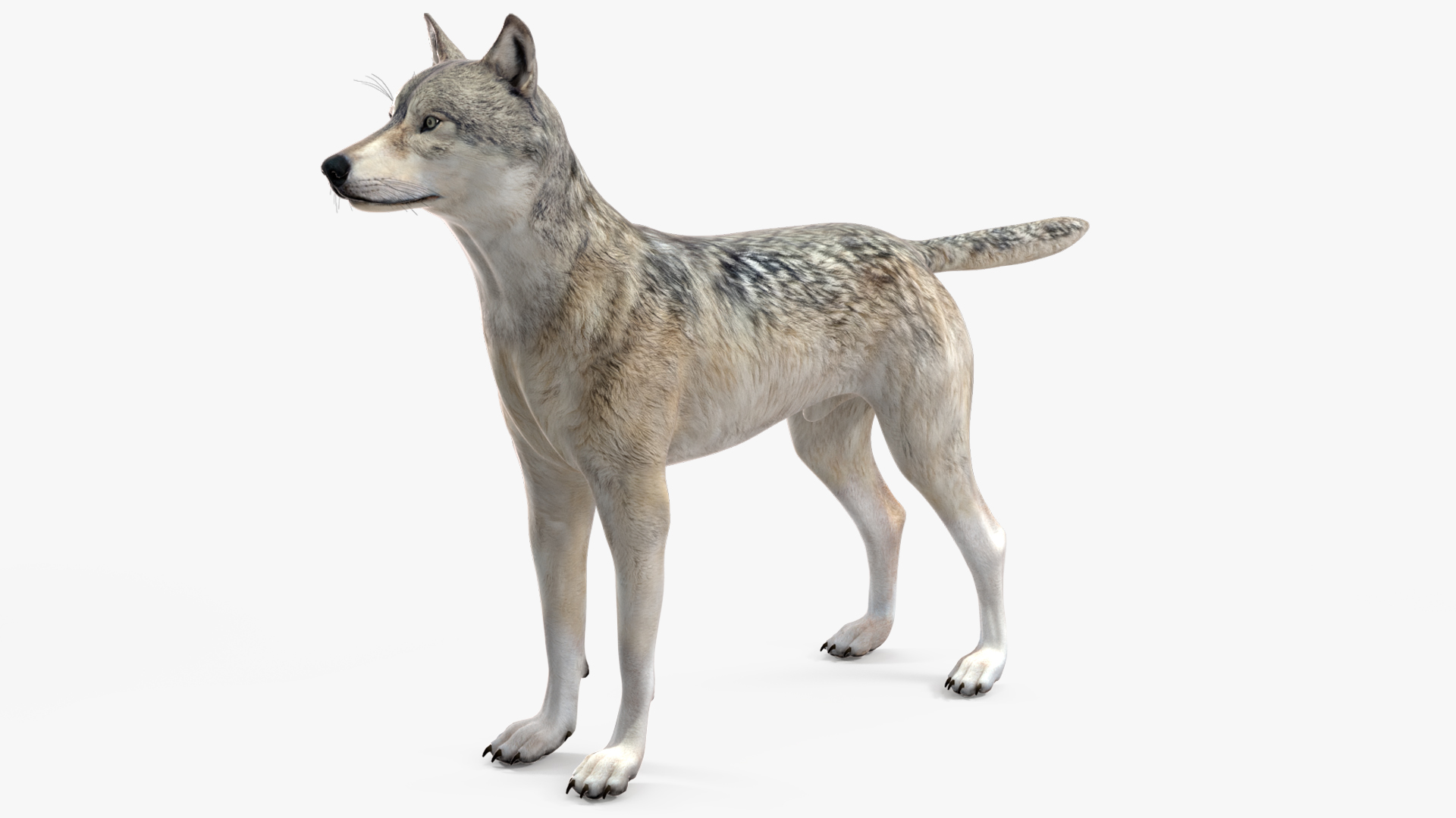 3D Wolf Rigged