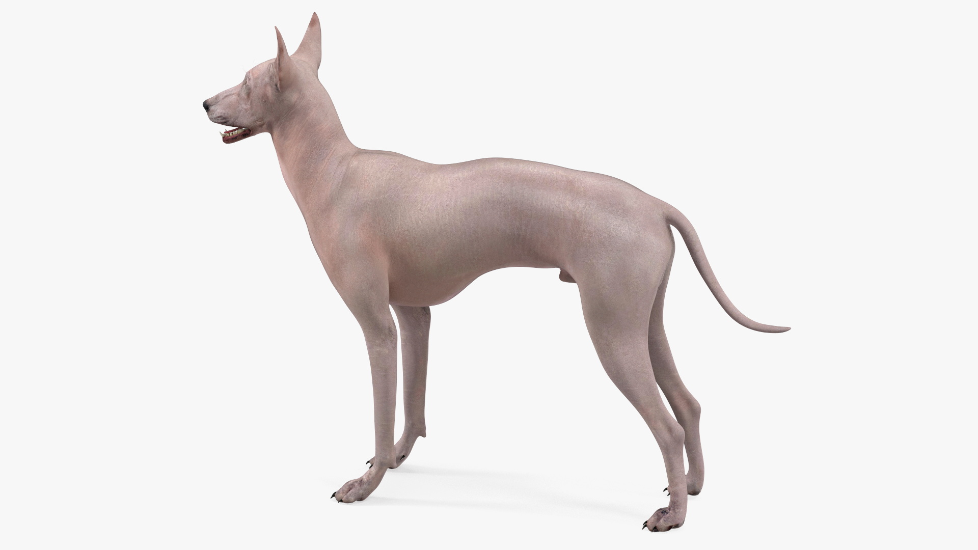 Xolo Hairless Mexican Dog Fawn Rigged 3D