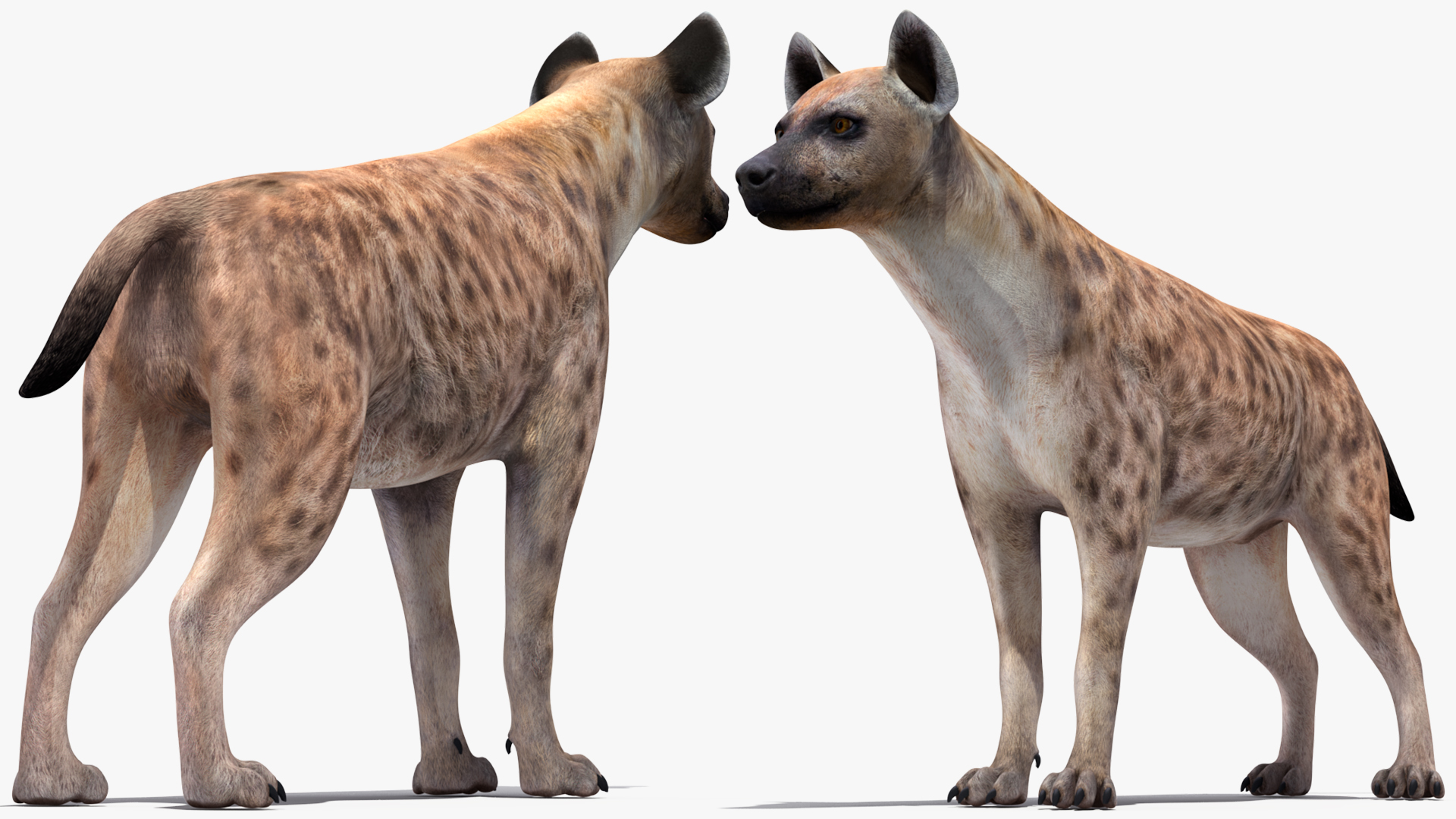 Hyena Rigged 3D