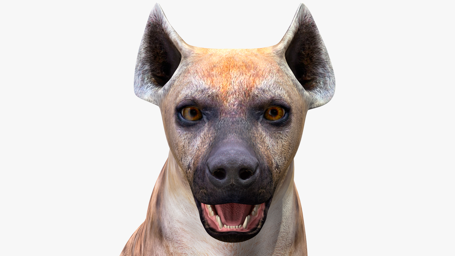 Hyena Rigged 3D