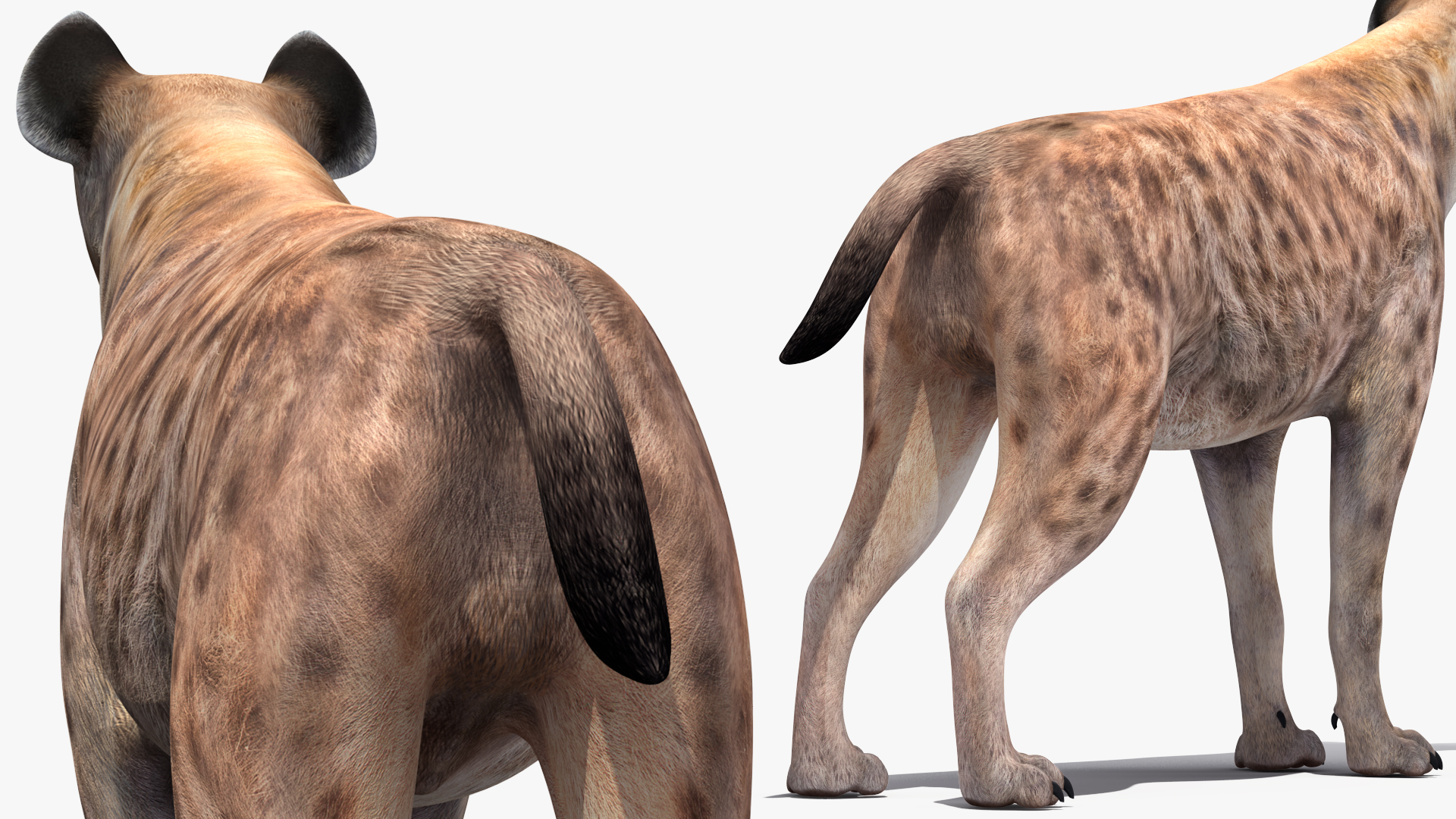 Hyena Rigged 3D