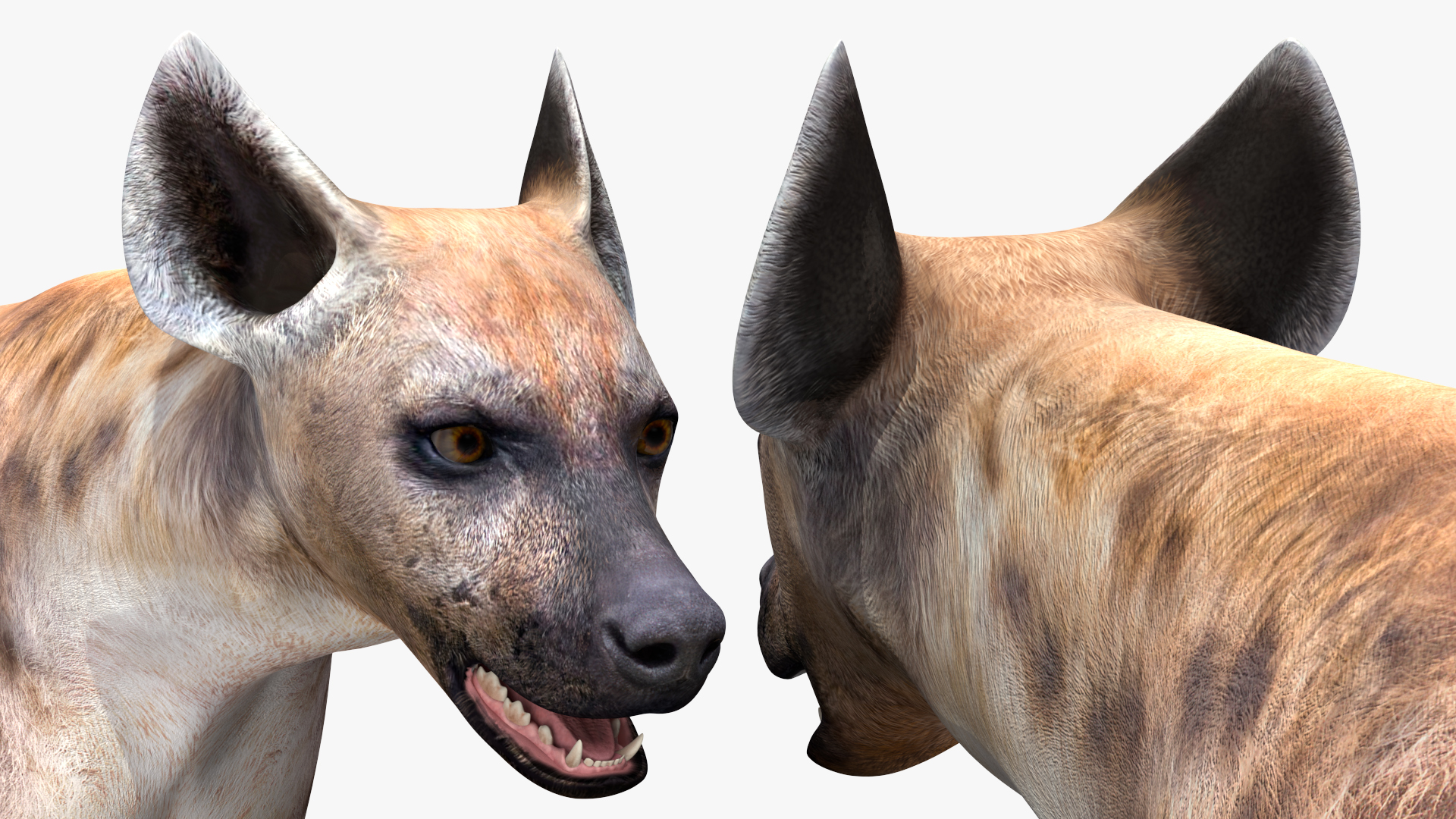 Hyena Rigged 3D